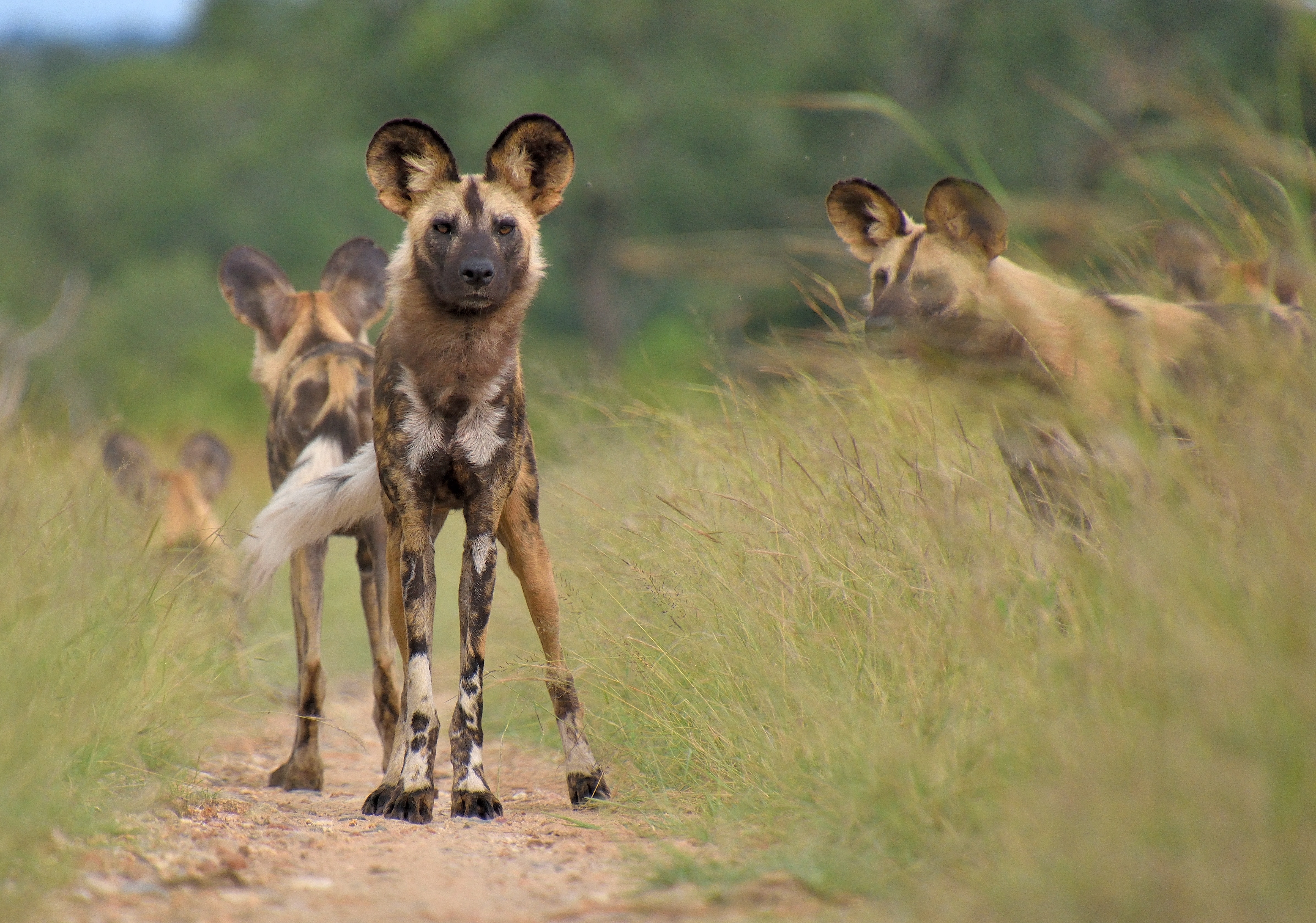 African Wild Dog Wallpapers