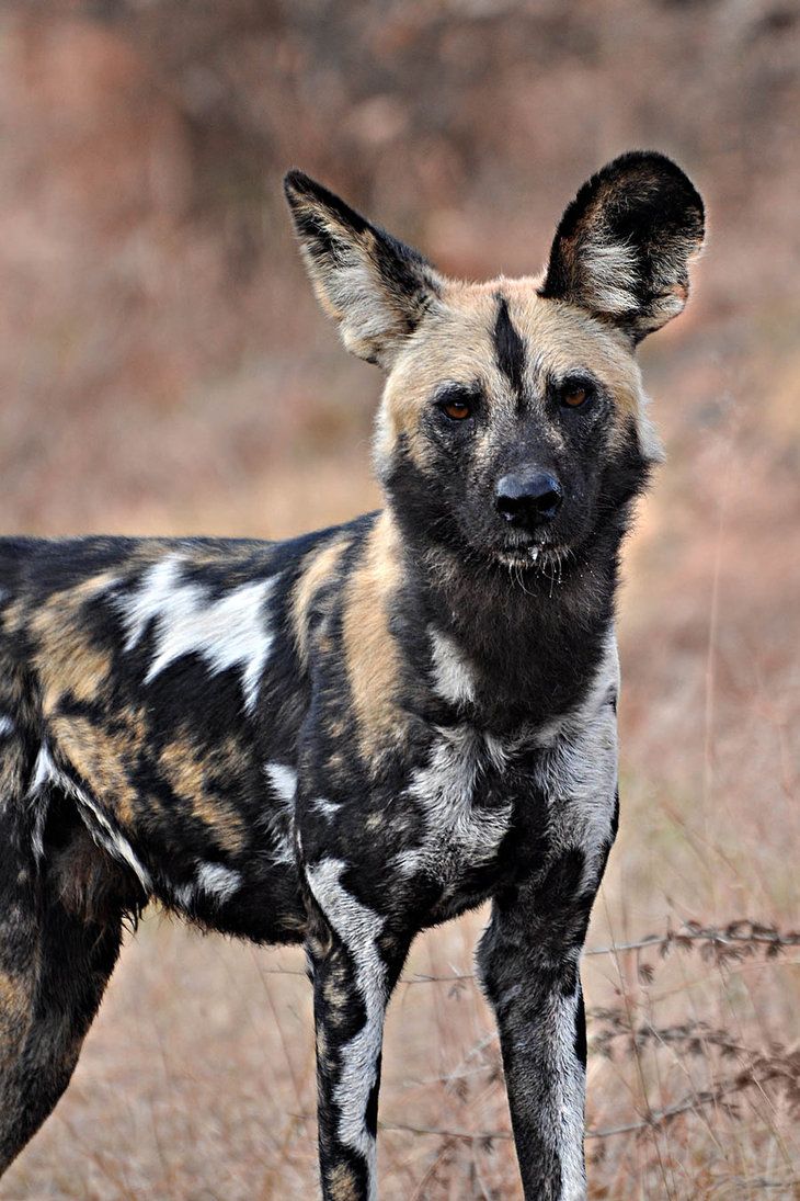 African Wild Dog Wallpapers