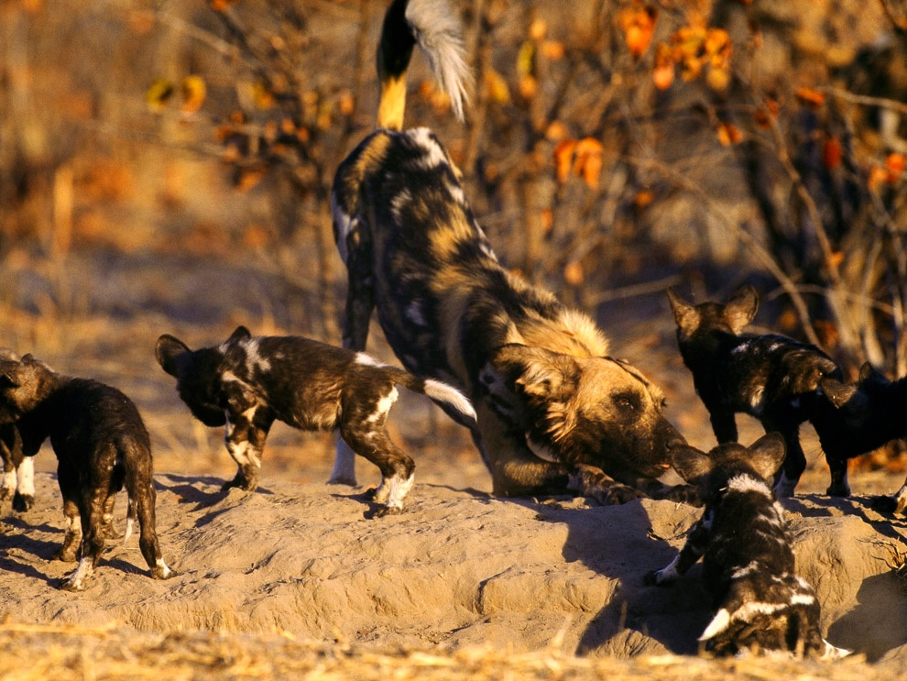 African Wild Dog Wallpapers