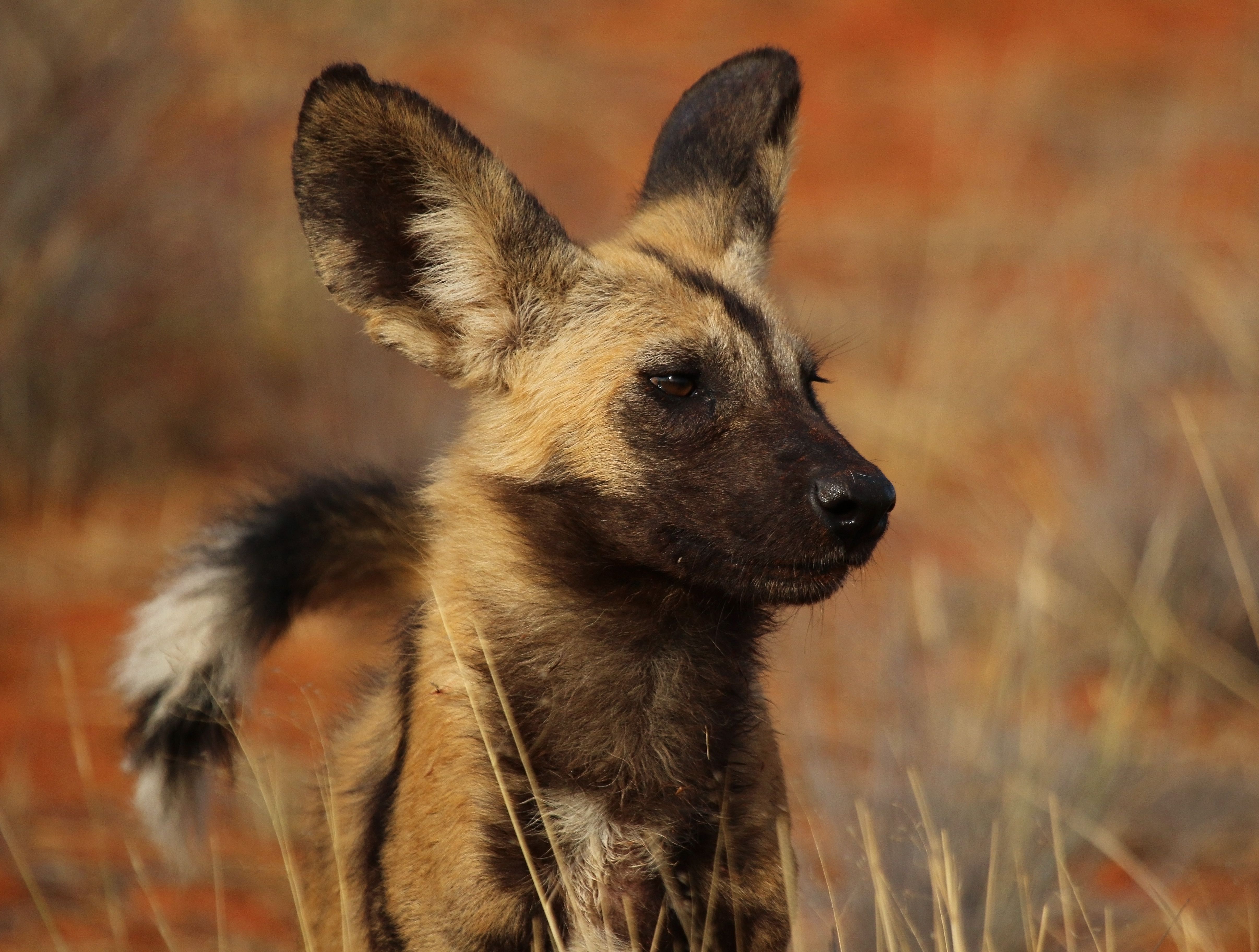 African Wild Dog Wallpapers