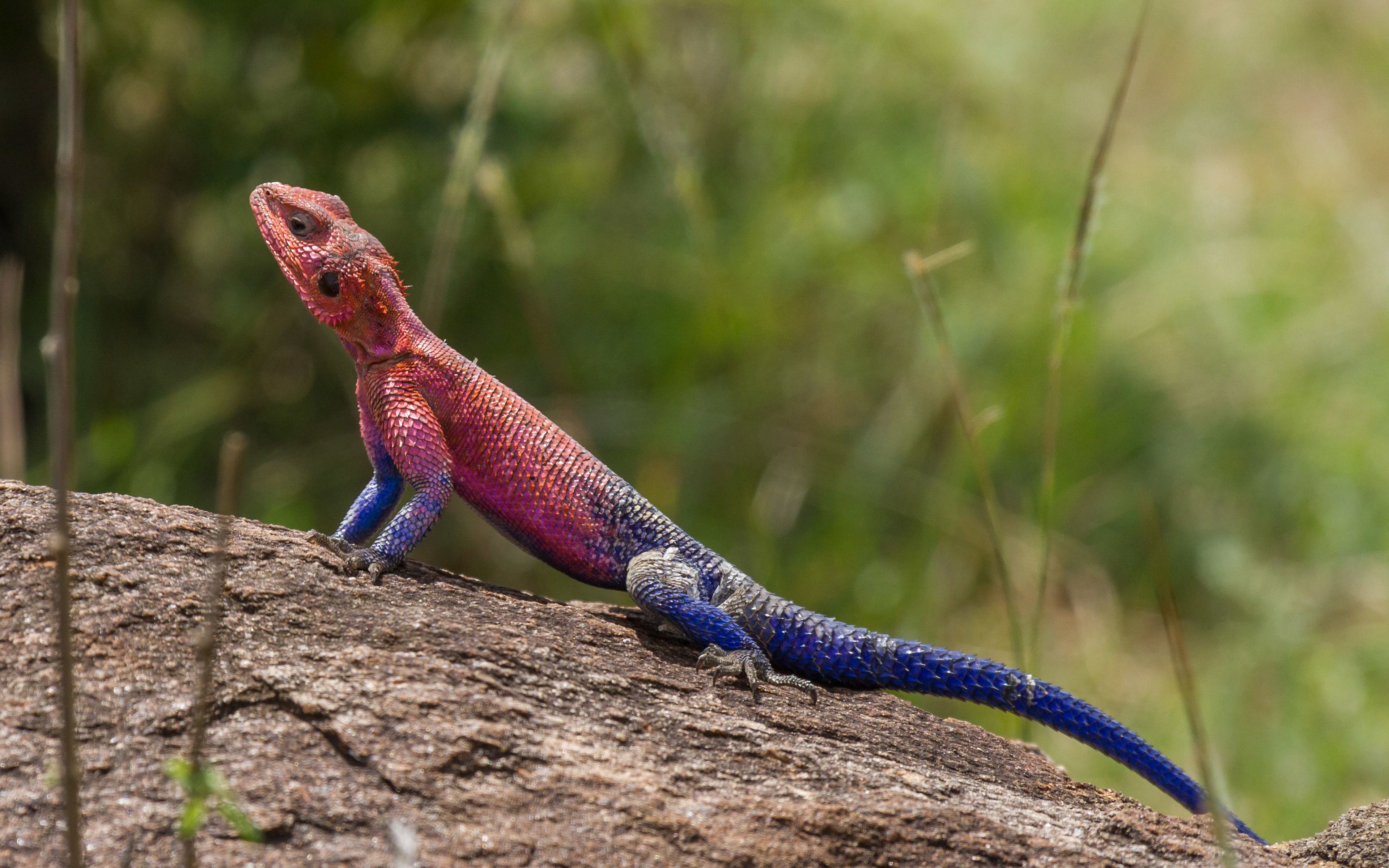 Agama Wallpapers