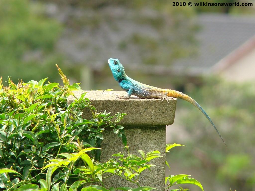 Agama Wallpapers