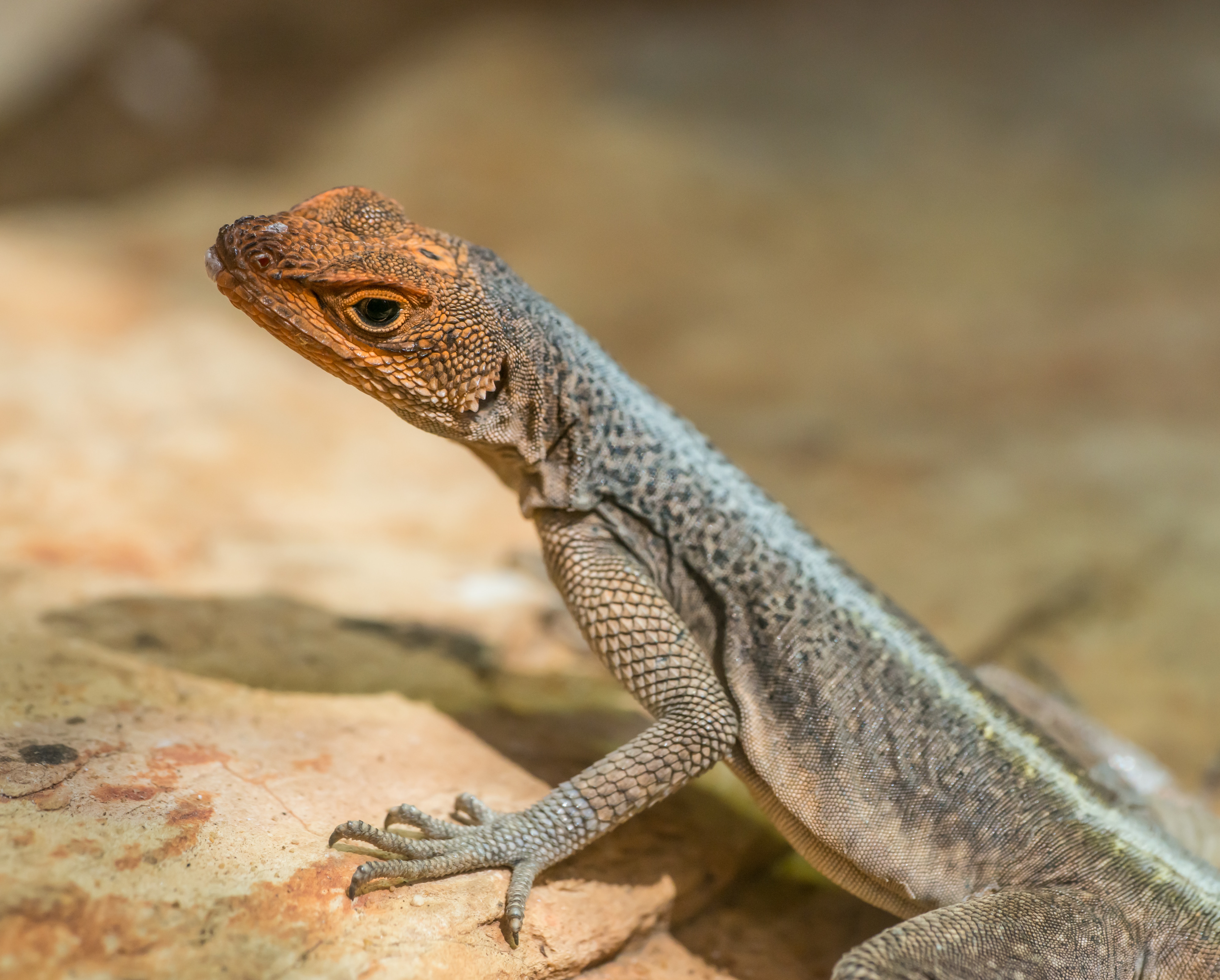 Agama Wallpapers