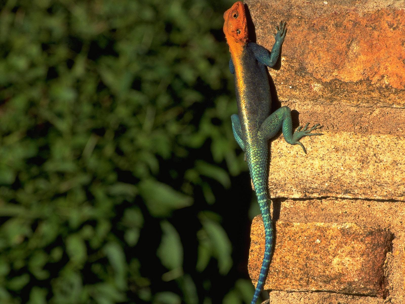 Agama Wallpapers