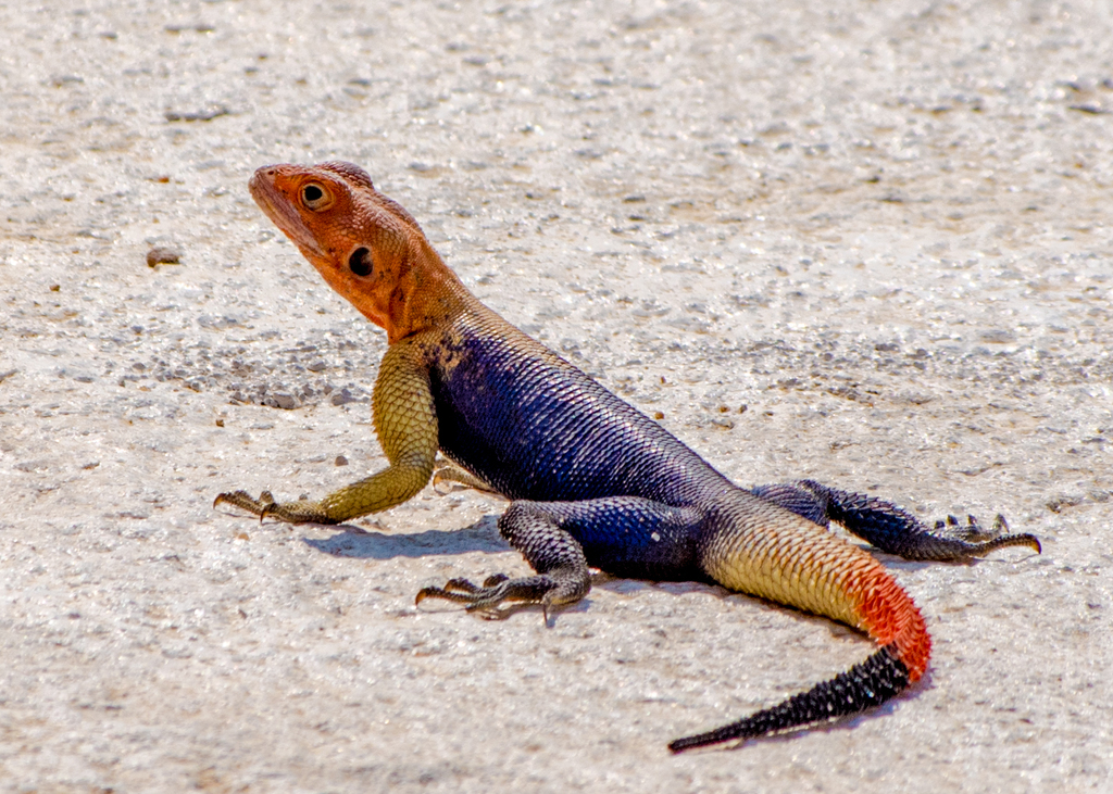 Agama Wallpapers