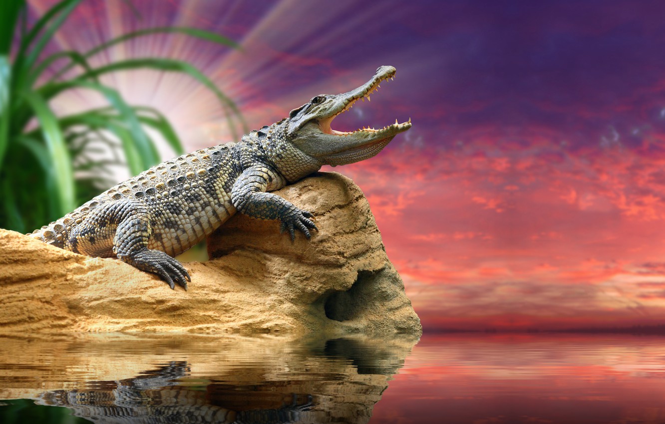 Alligator Wallpapers