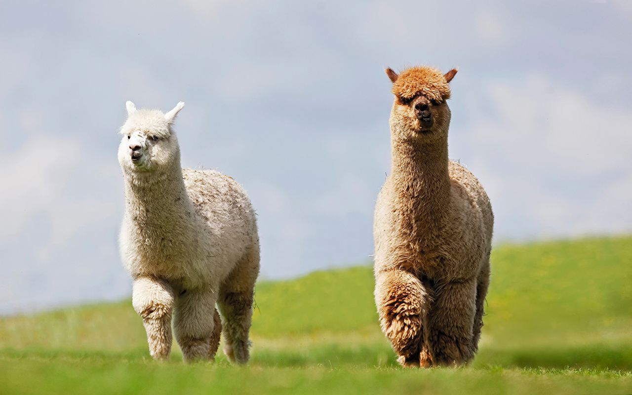 Alpaca Wallpapers