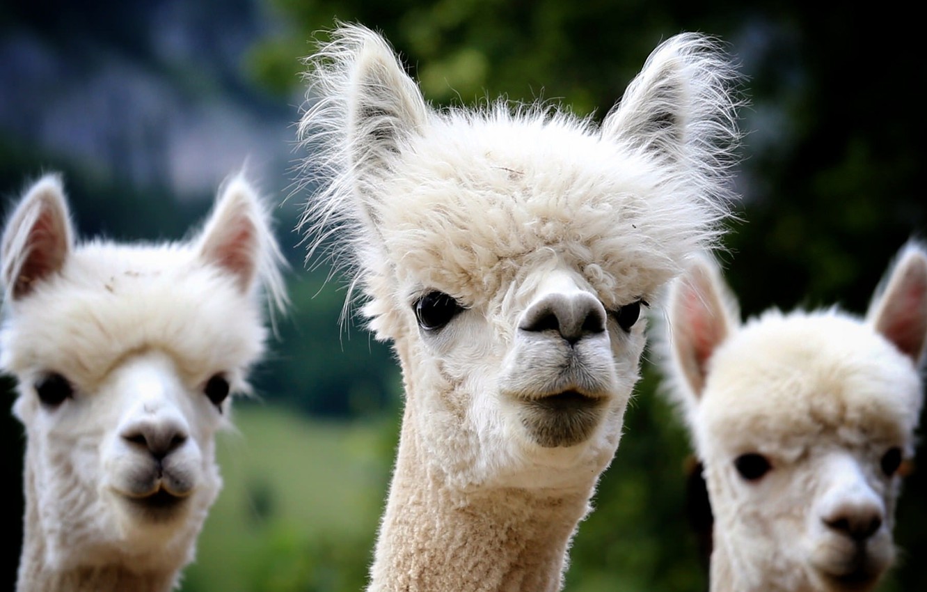 Alpaca Wallpapers