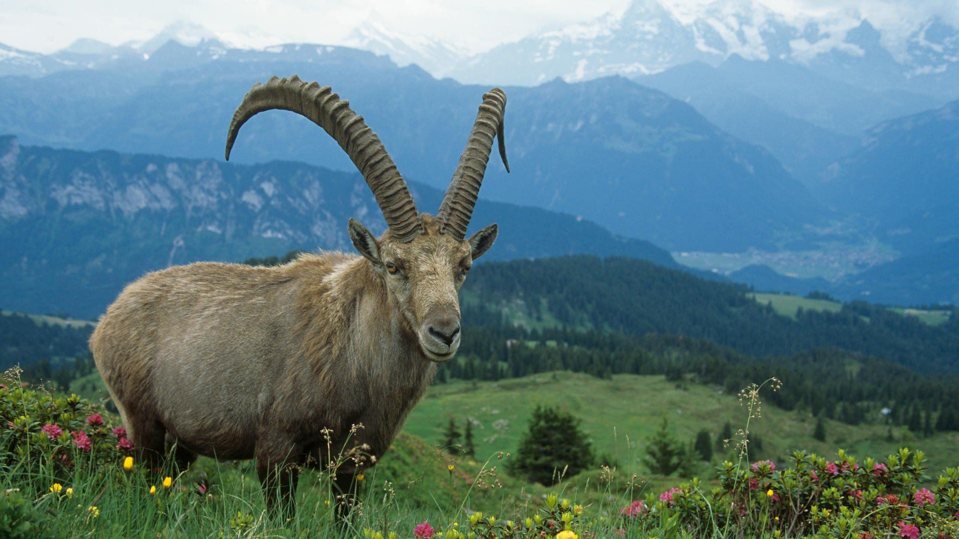 Alpine Ibex Wallpapers