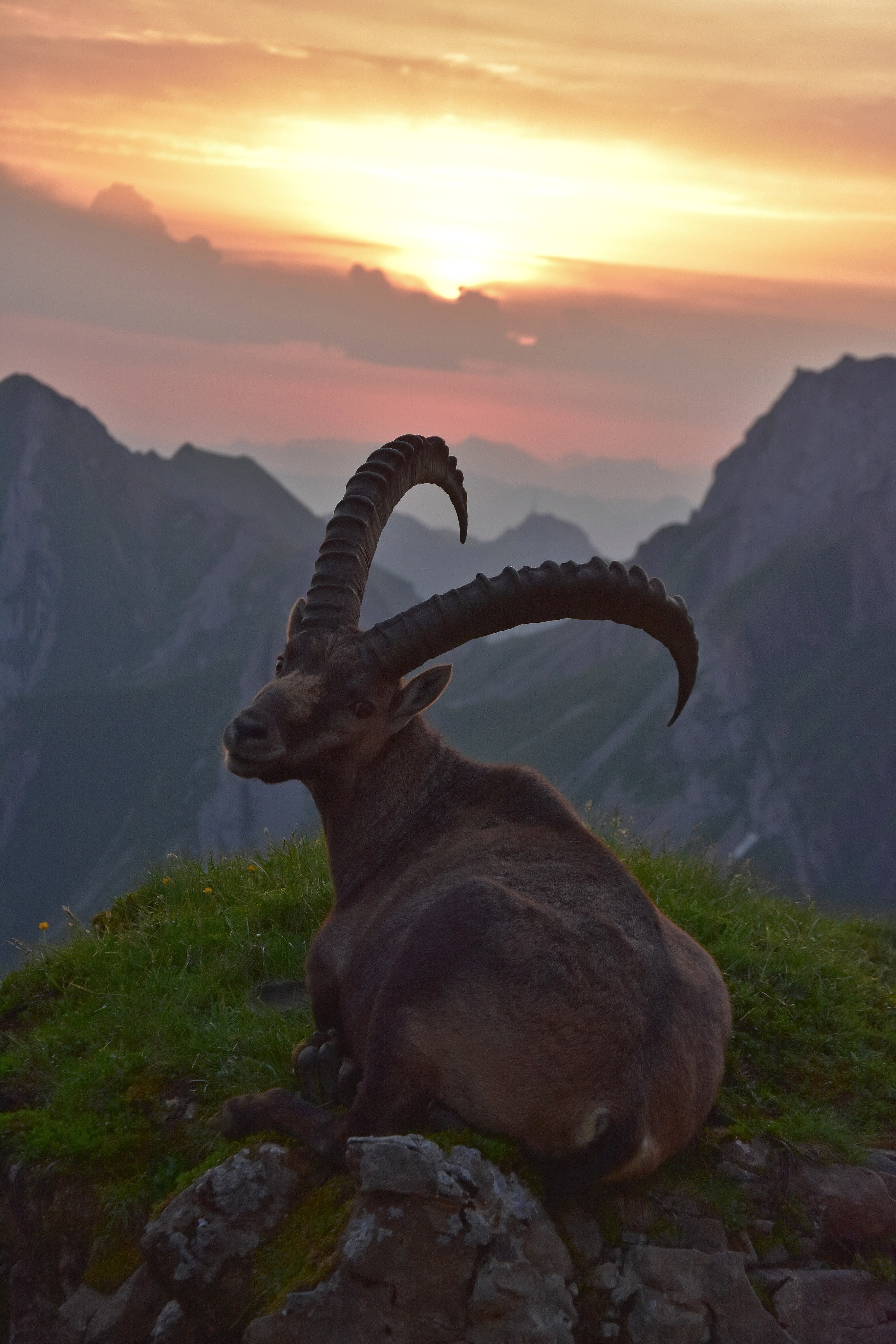 Alpine Ibex Wallpapers