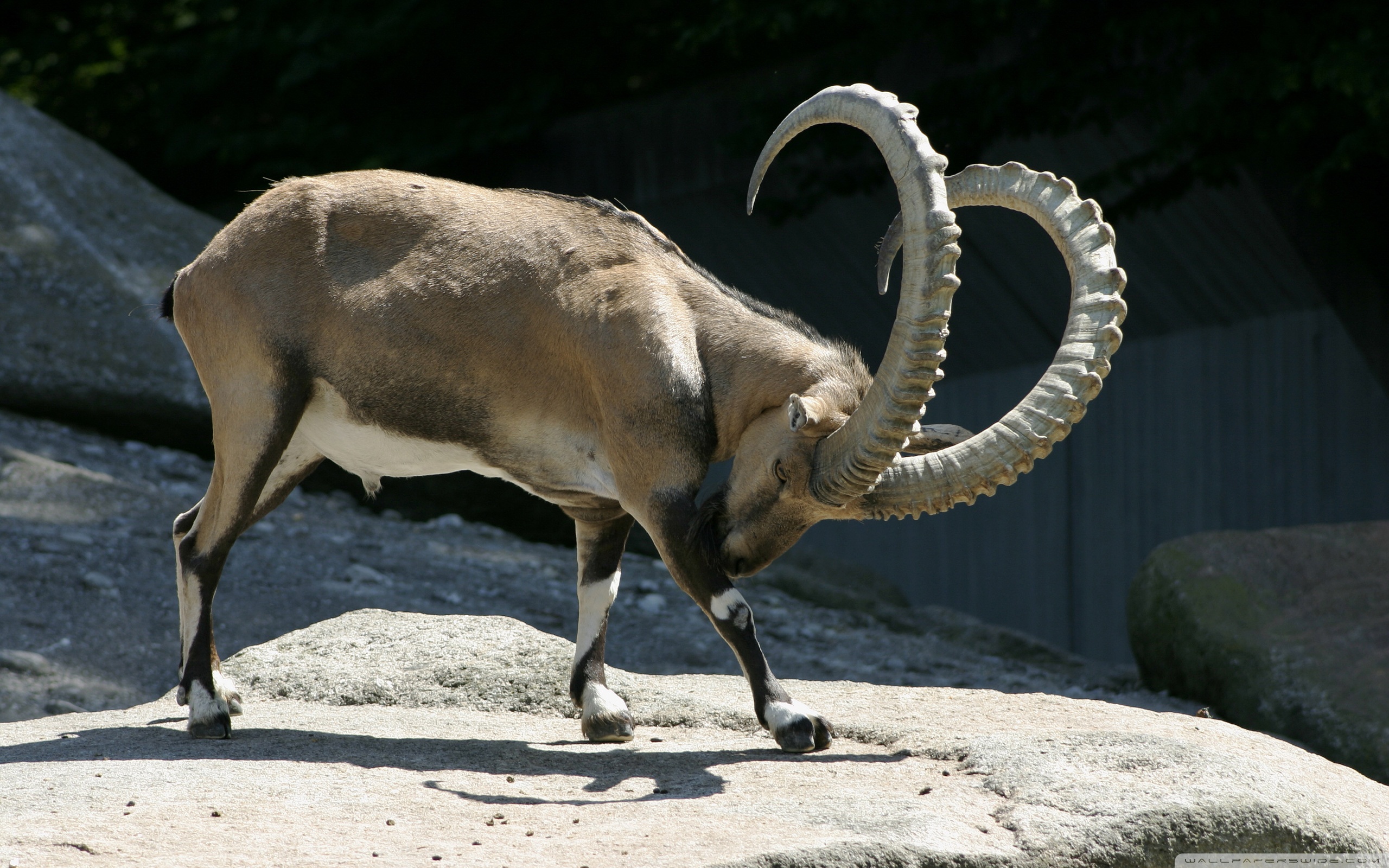 Alpine Ibex Wallpapers