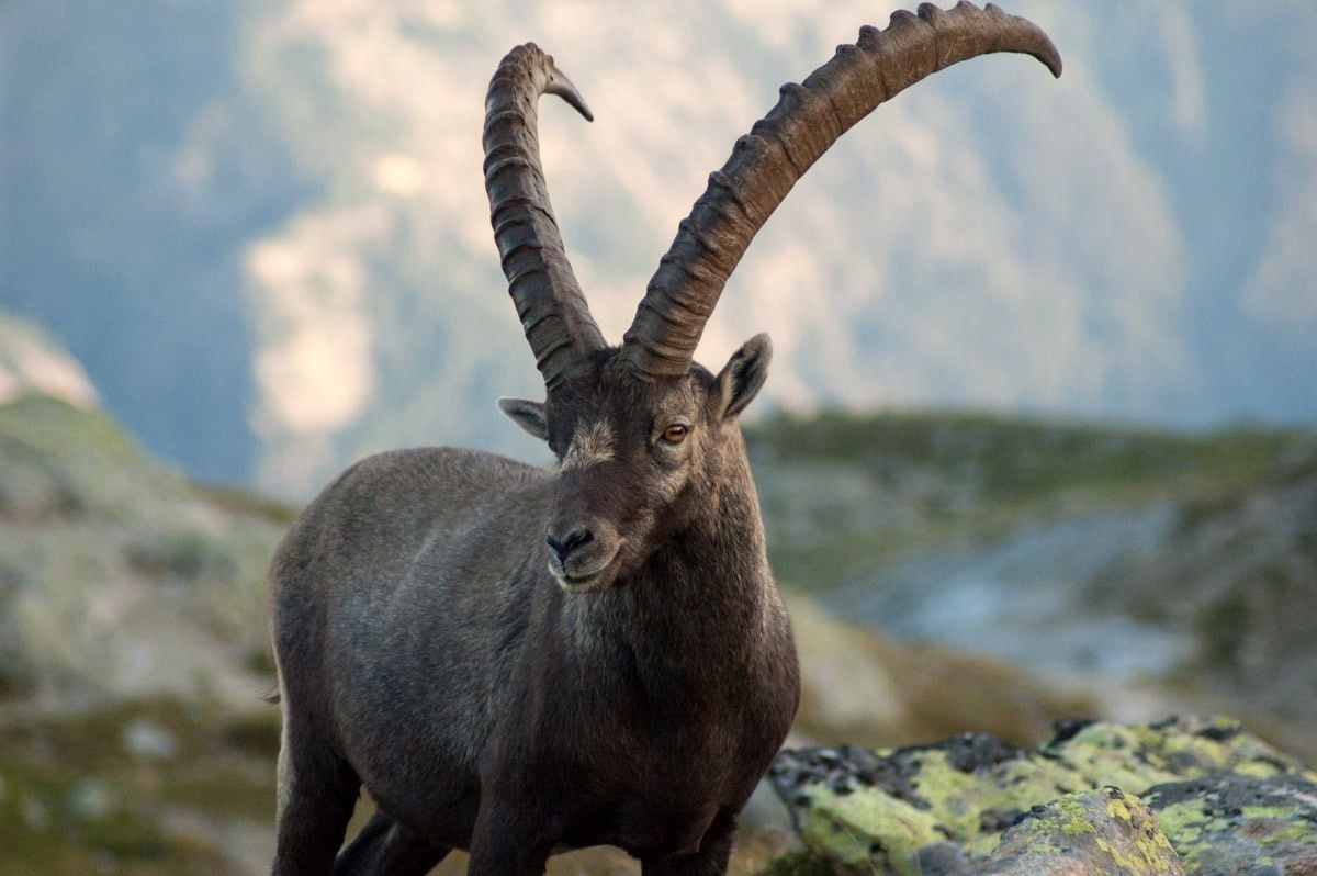 Alpine Ibex Wallpapers