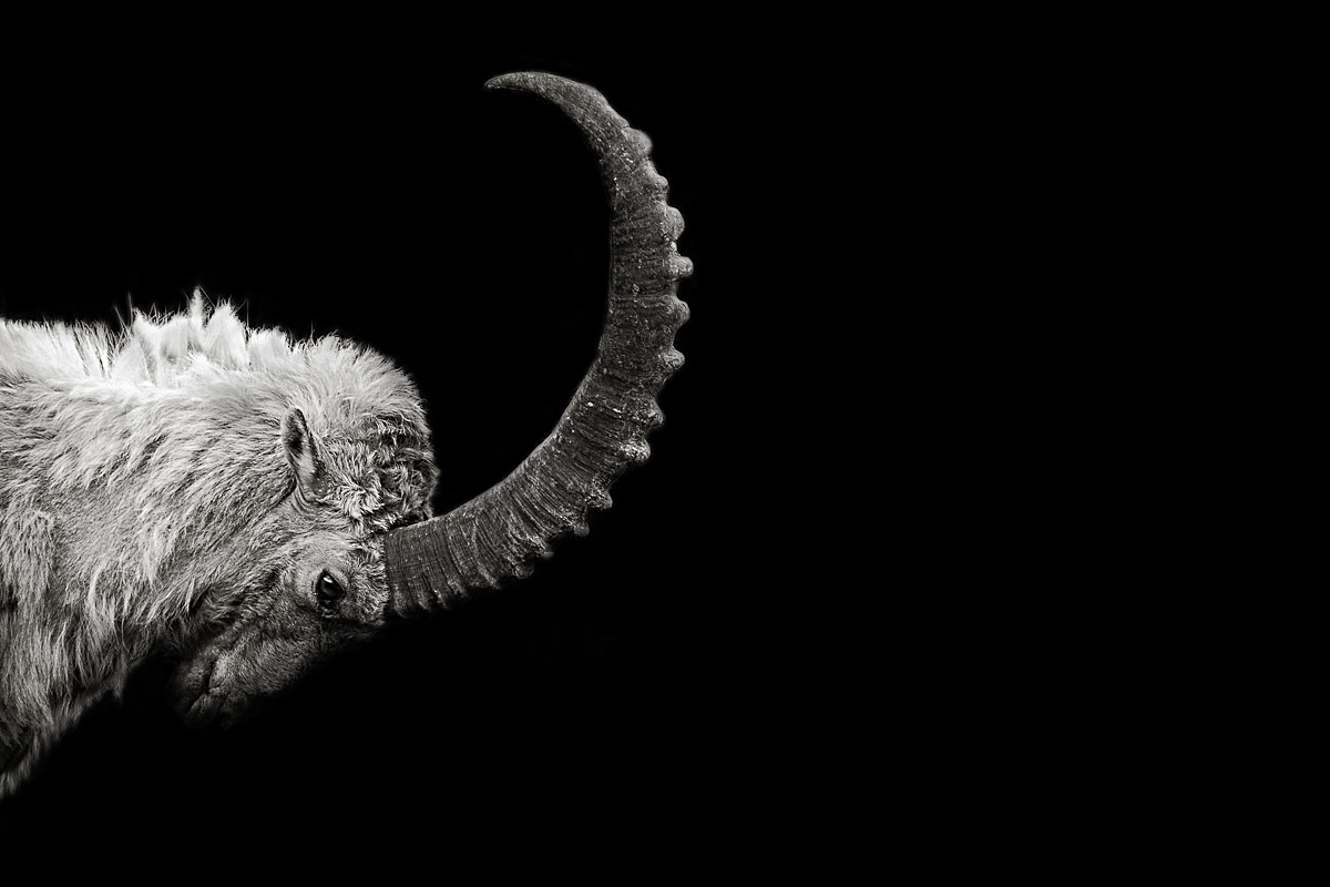 Alpine Ibex Wallpapers