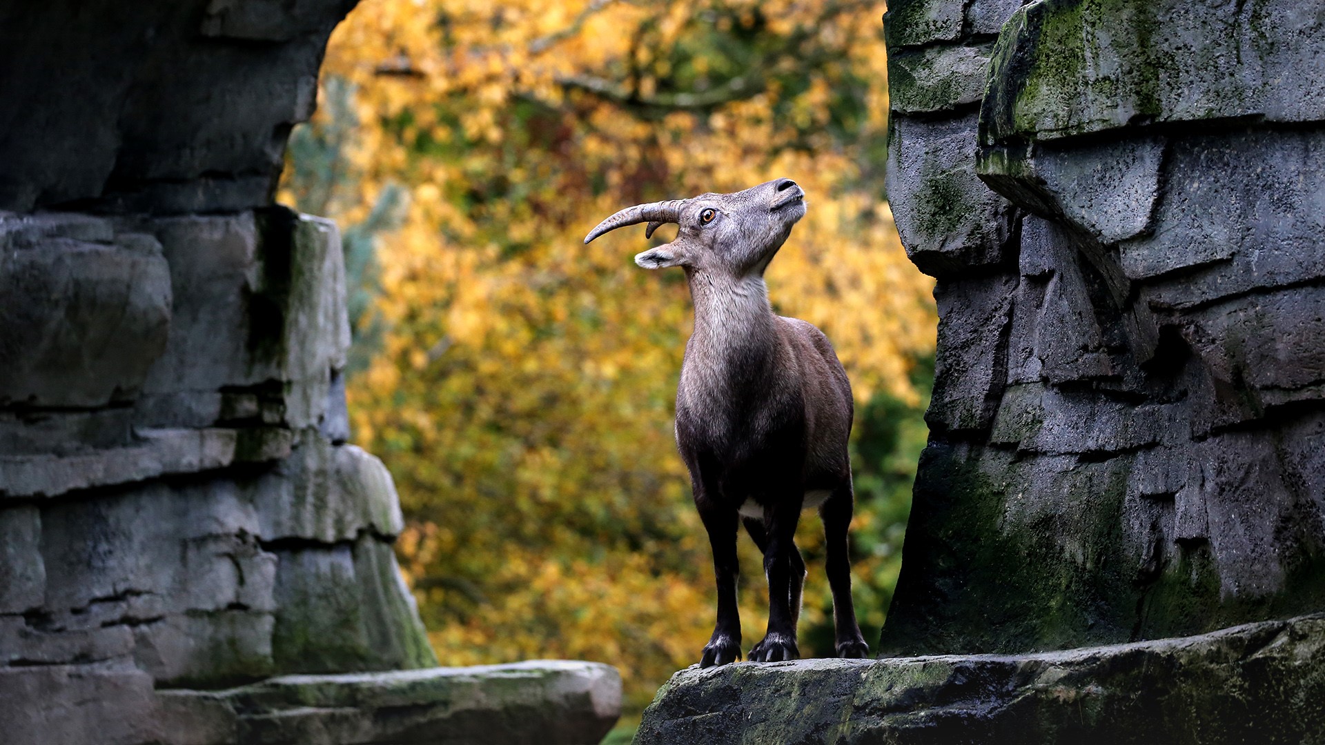 Alpine Ibex Wallpapers