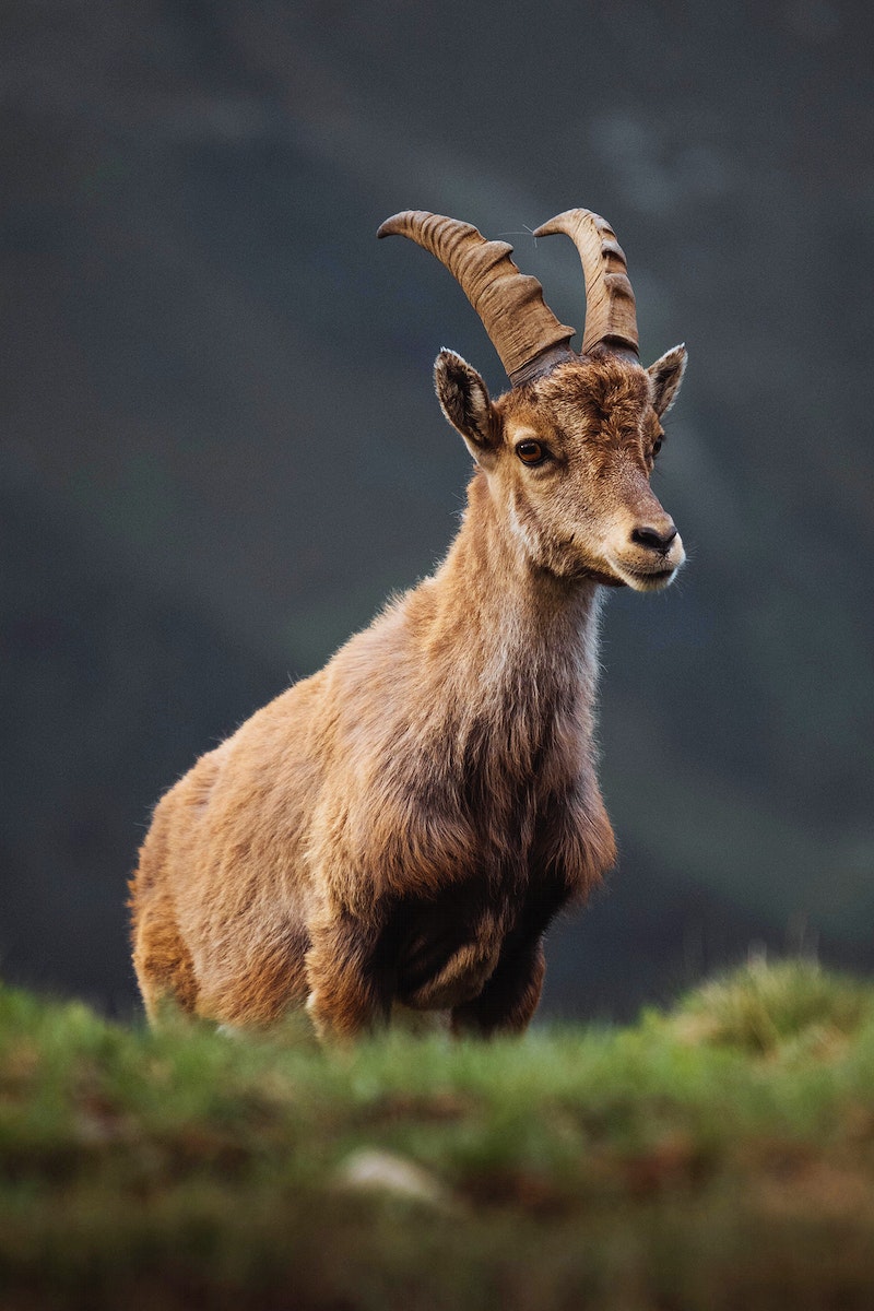 Alpine Ibex Wallpapers