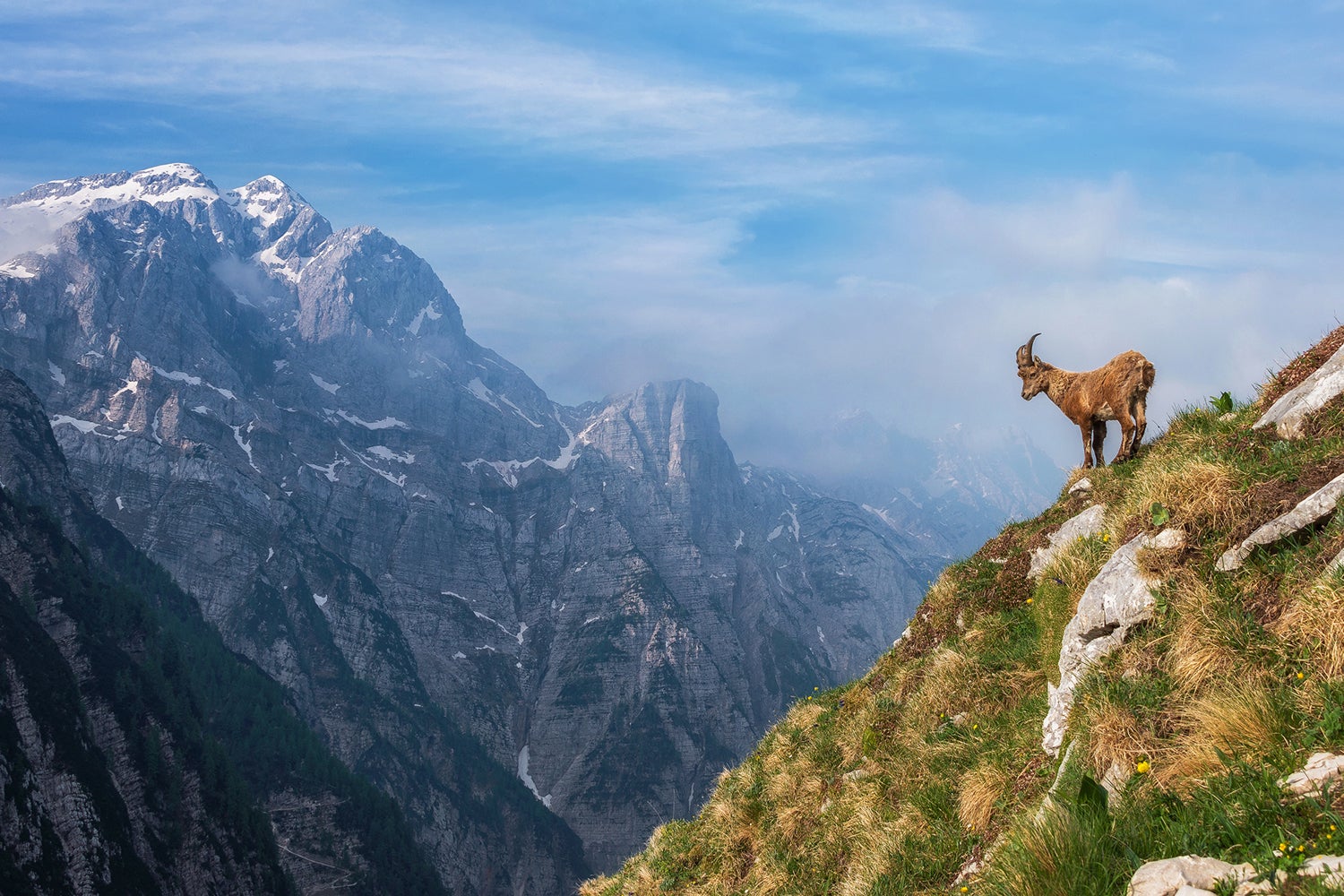 Alpine Ibex Wallpapers