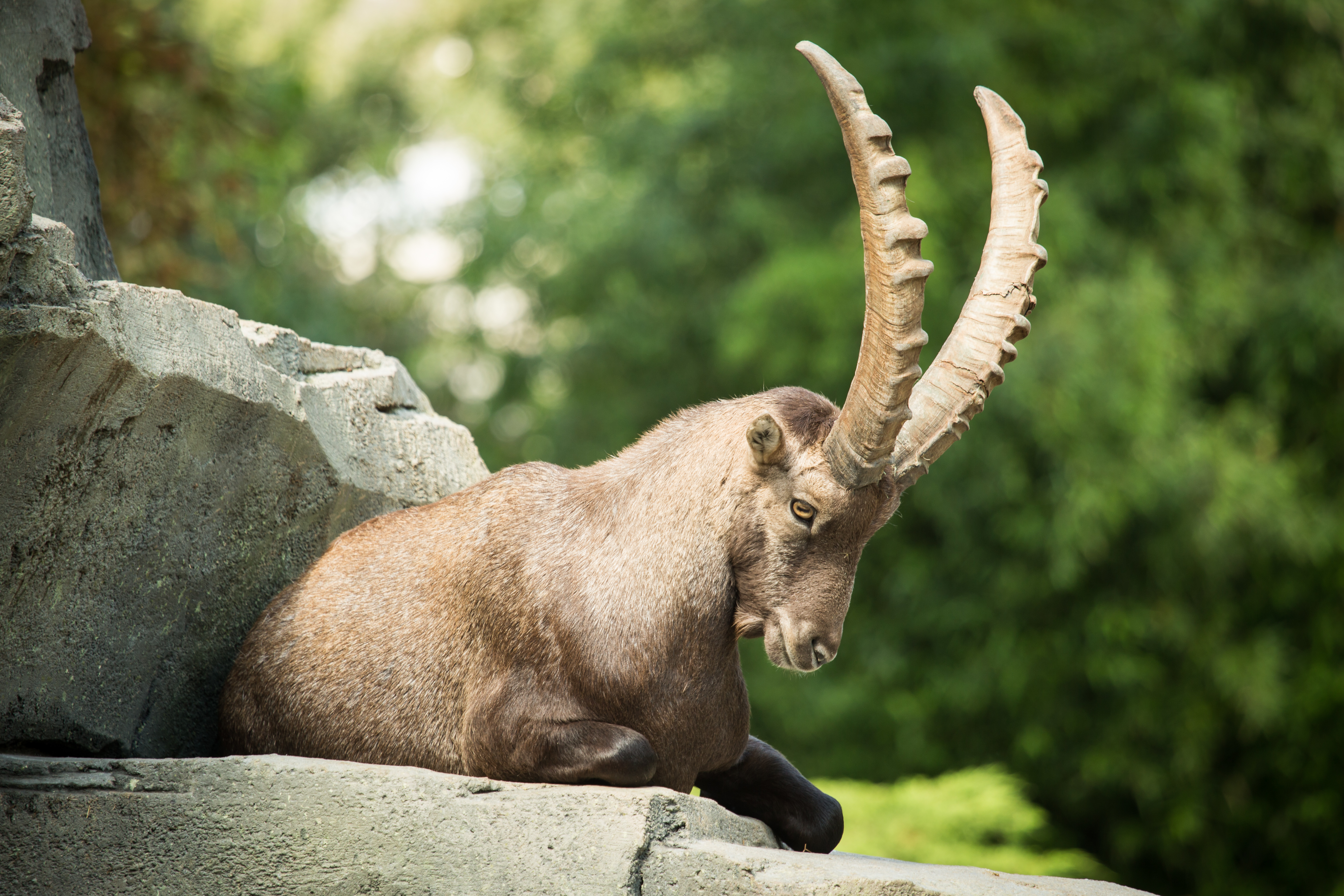 Alpine Ibex Wallpapers