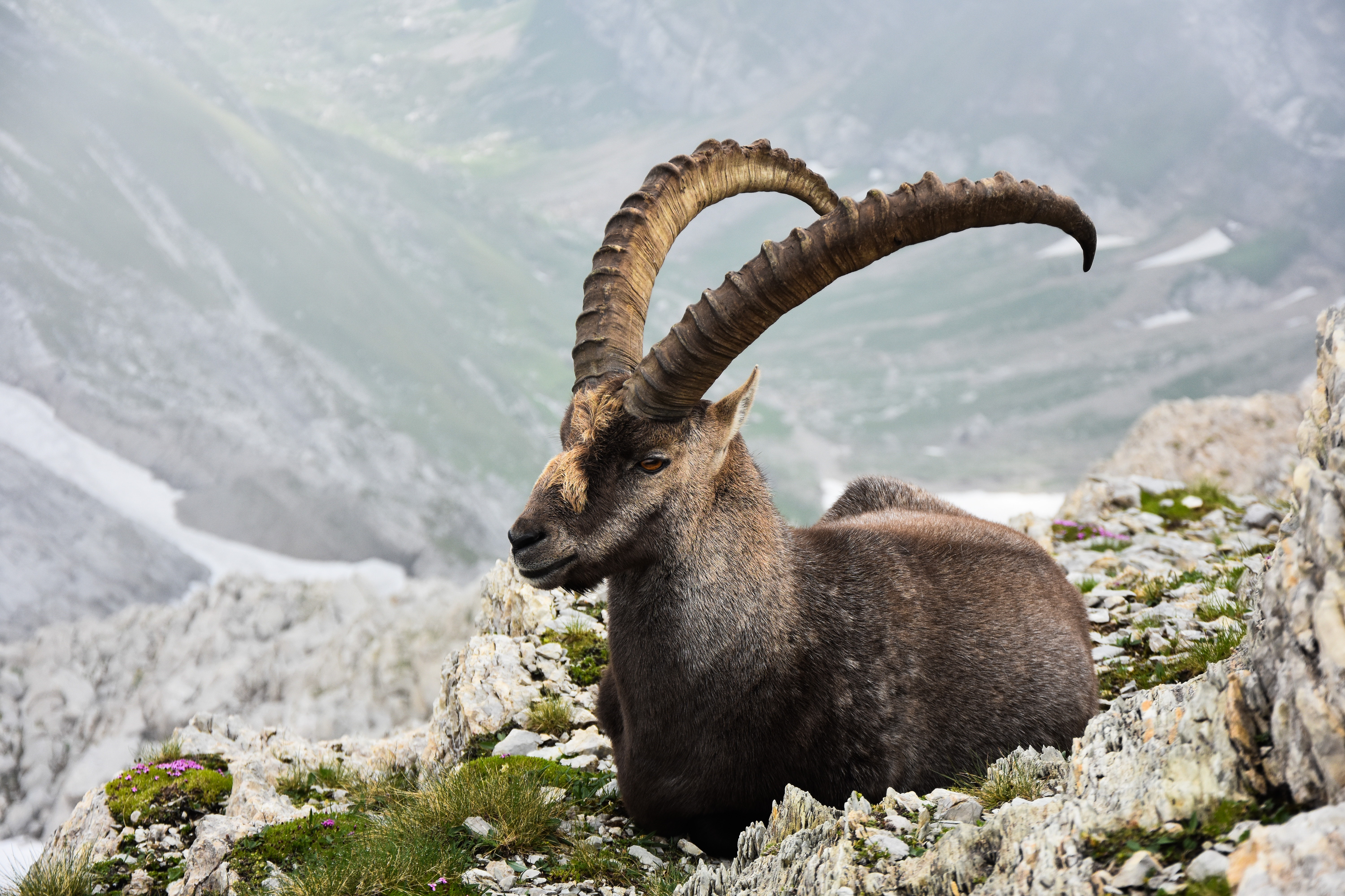 Alpine Ibex Wallpapers