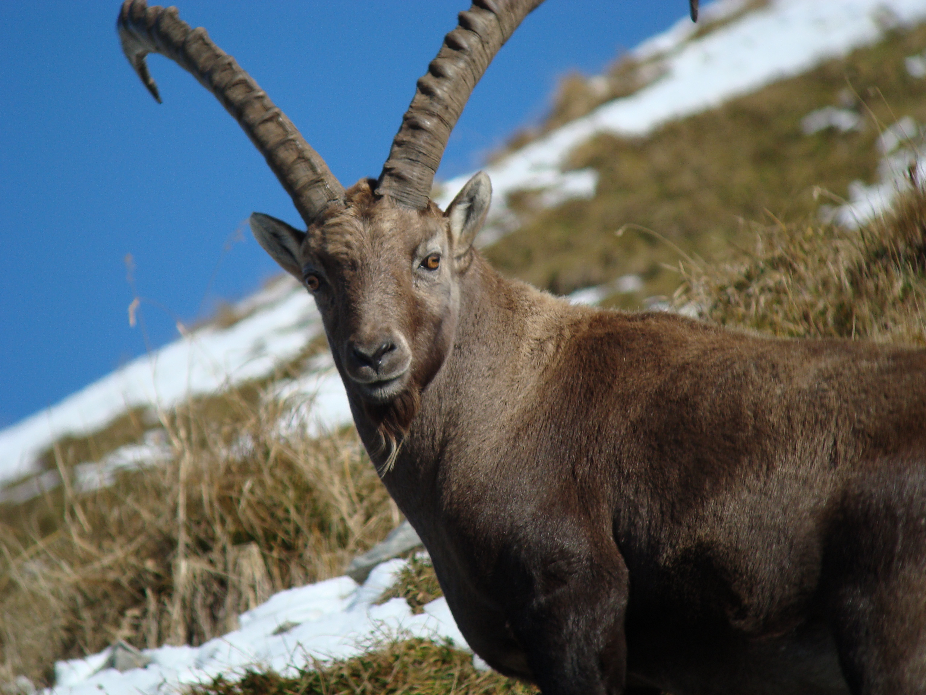 Alpine Ibex Wallpapers