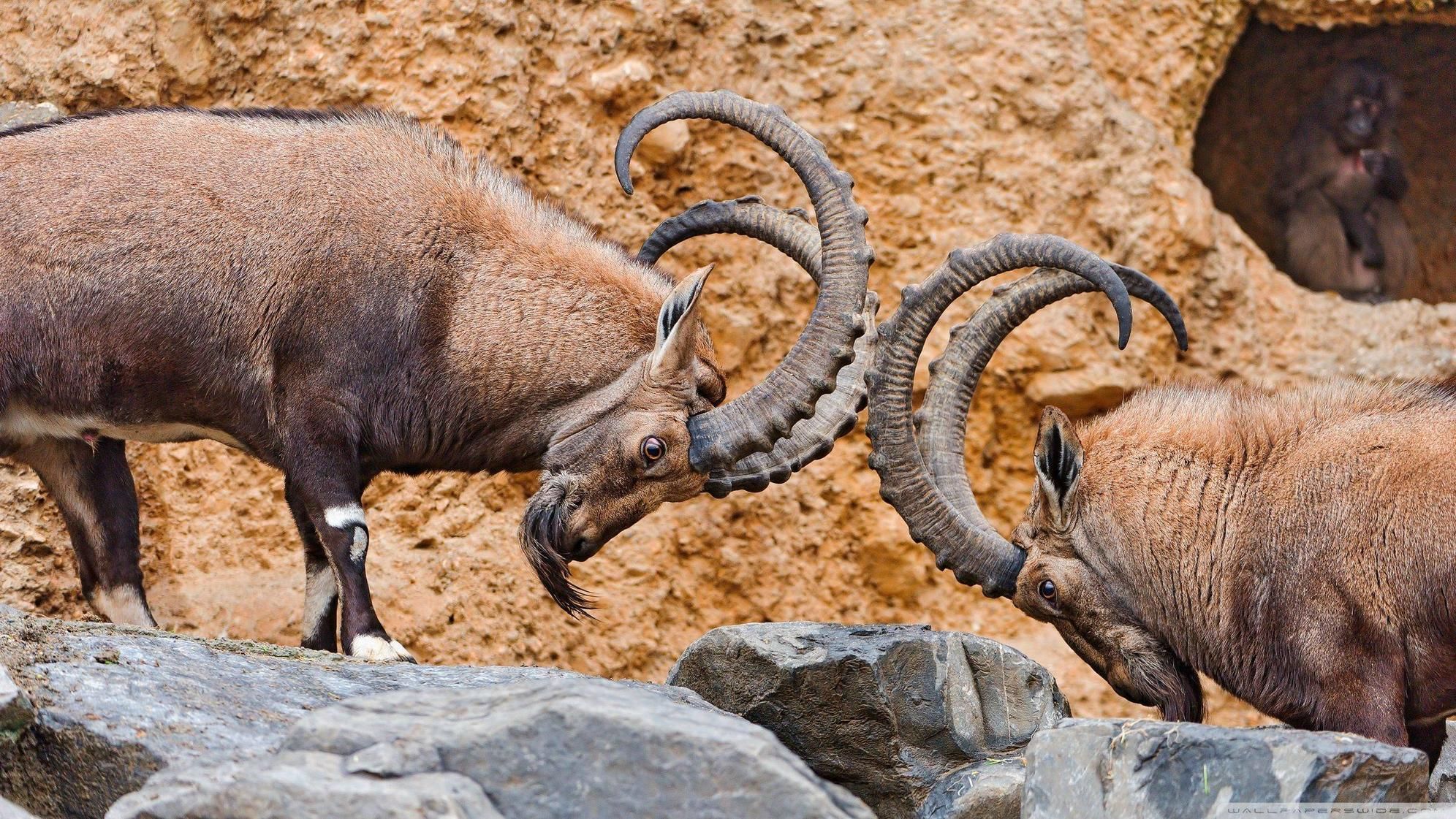 Alpine Ibex Wallpapers