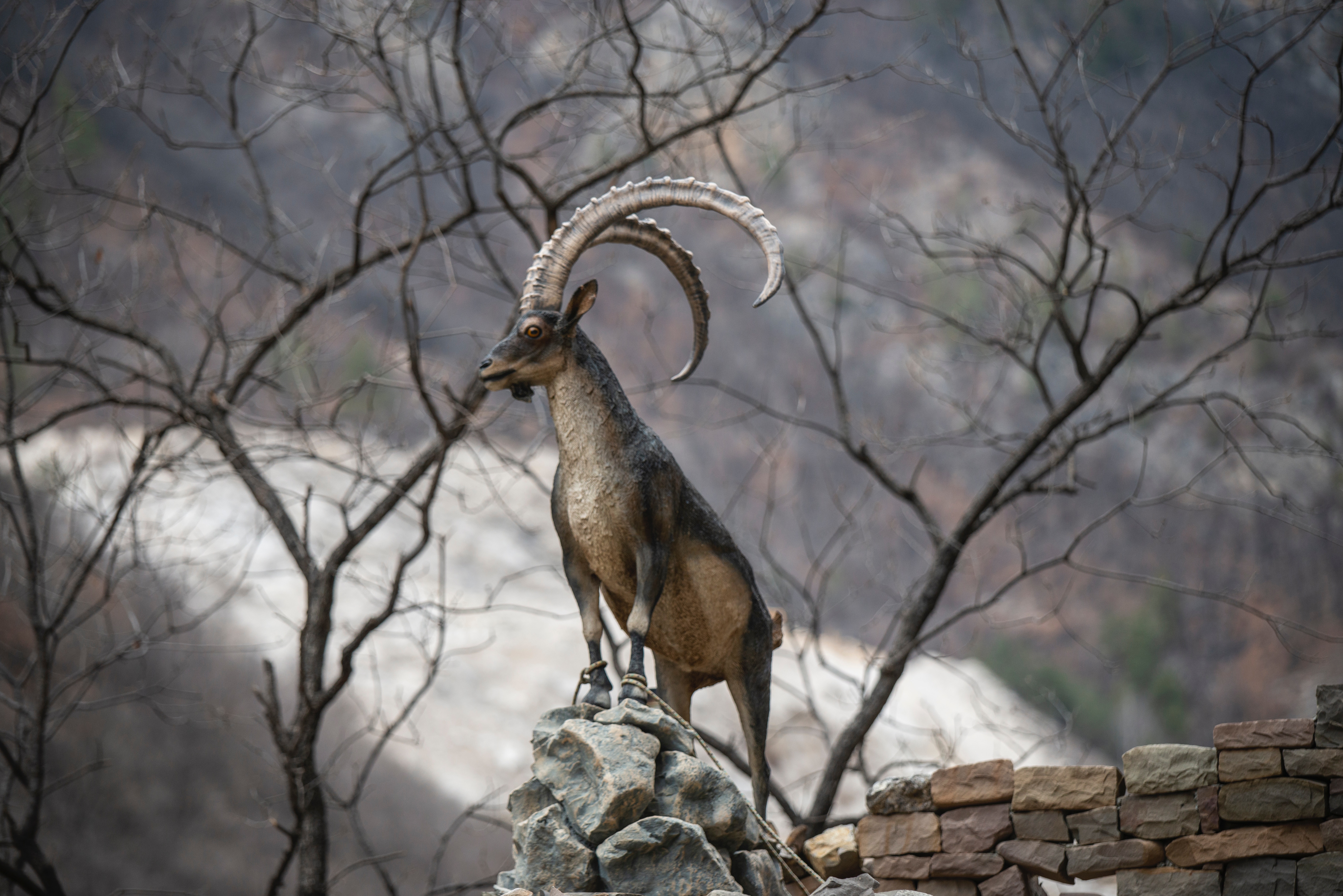 Alpine Ibex Wallpapers