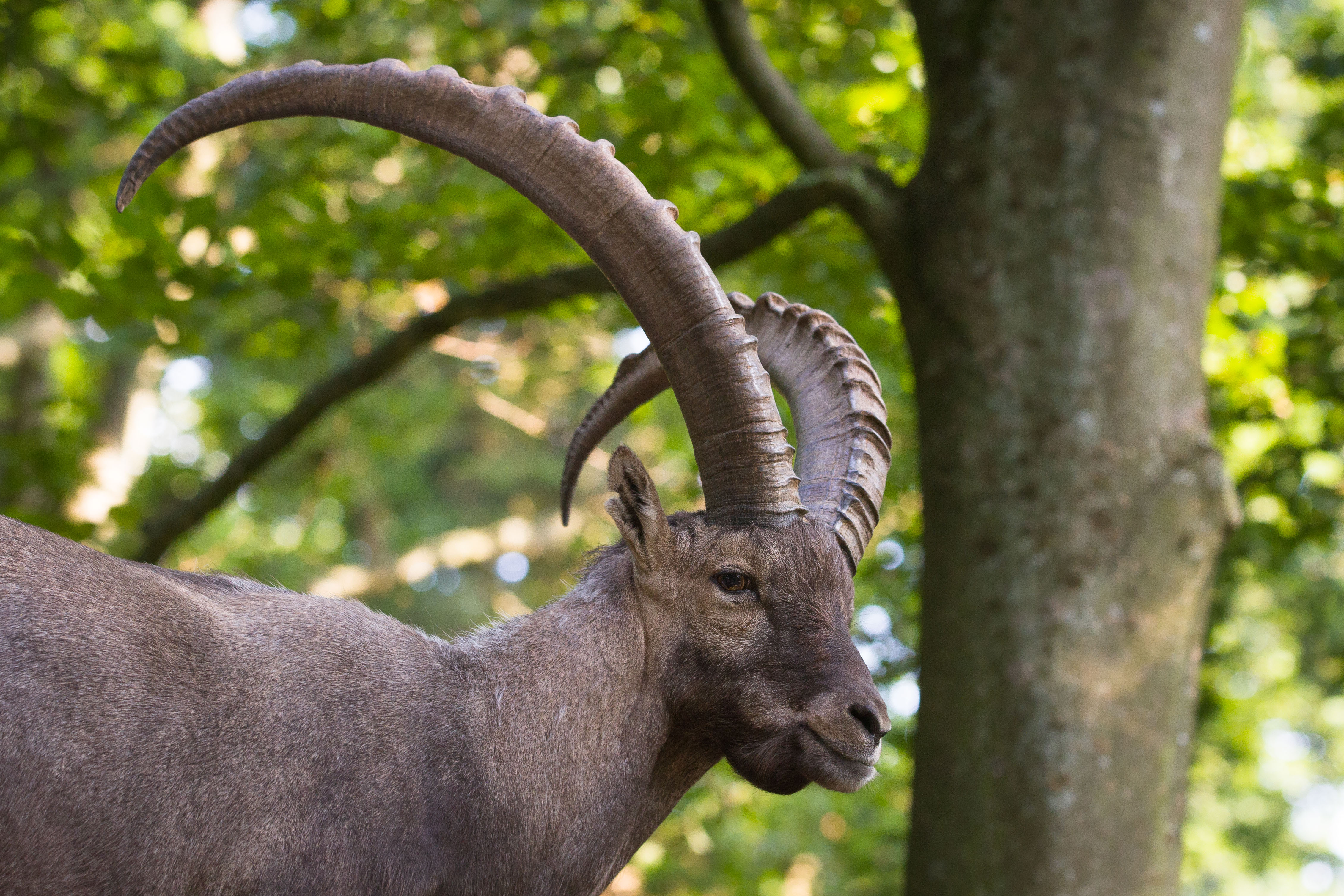 Alpine Ibex Wallpapers