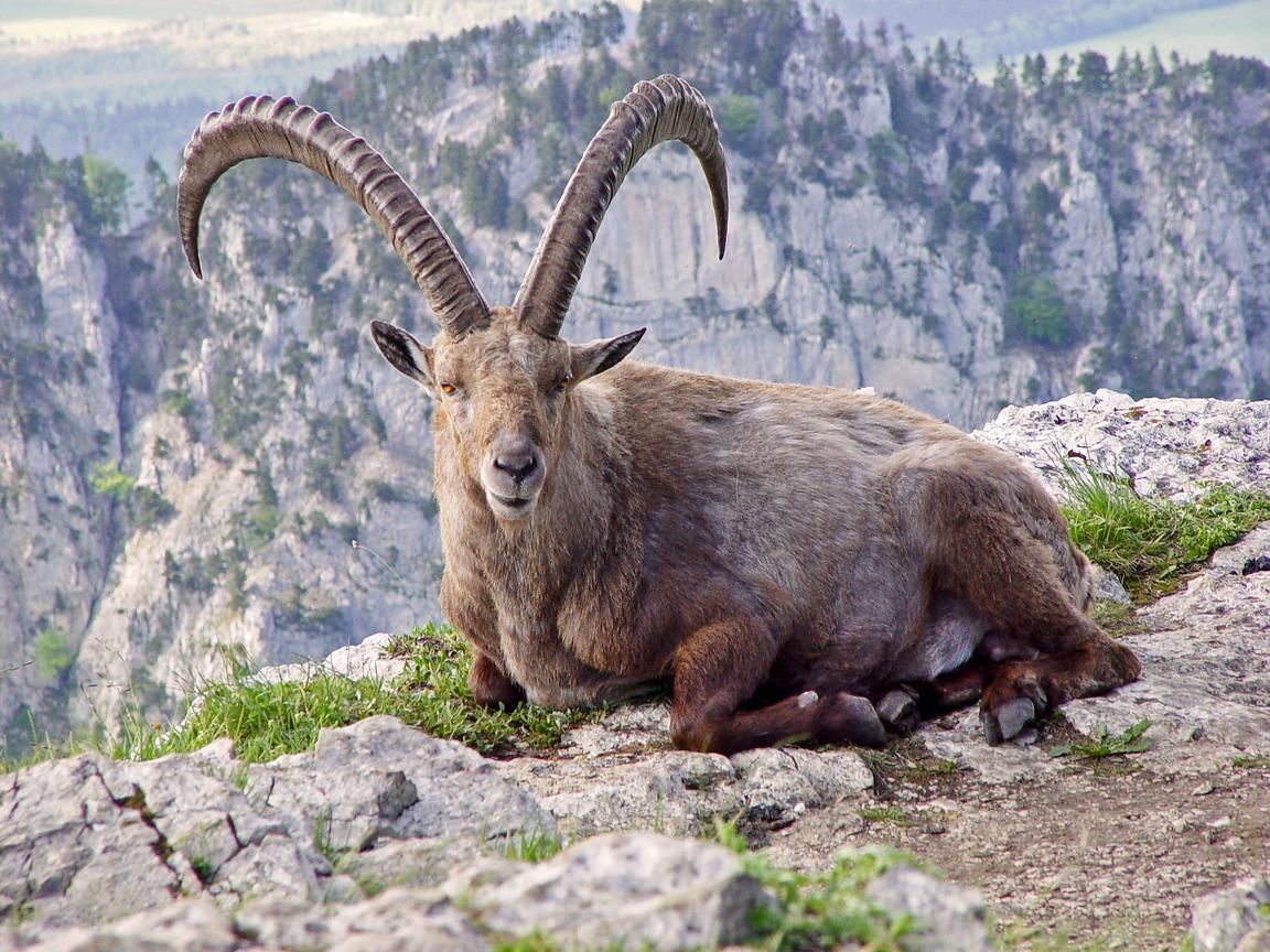 Alpine Ibex Wallpapers