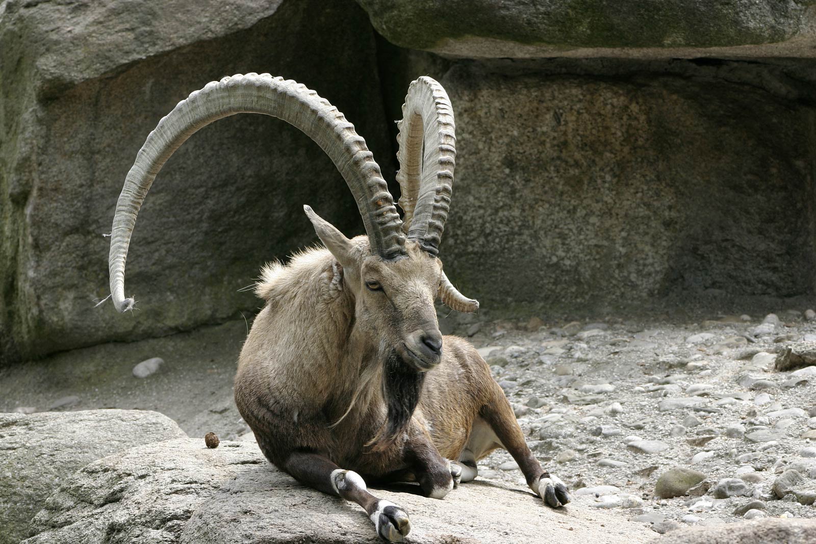 Alpine Ibex Wallpapers