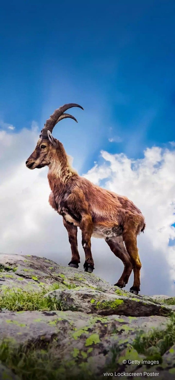 Alpine Ibex Wallpapers