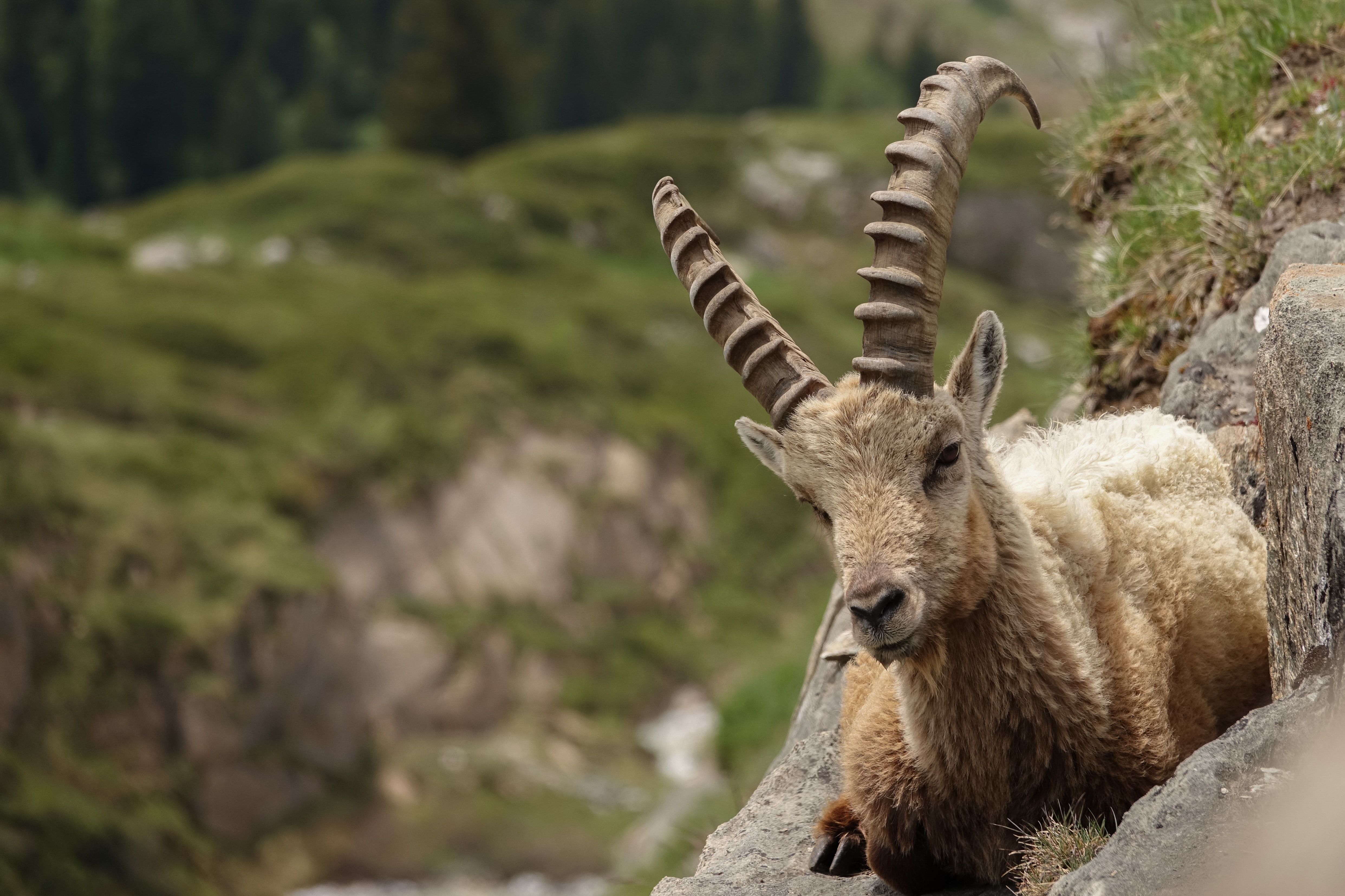 Alpine Ibex Wallpapers