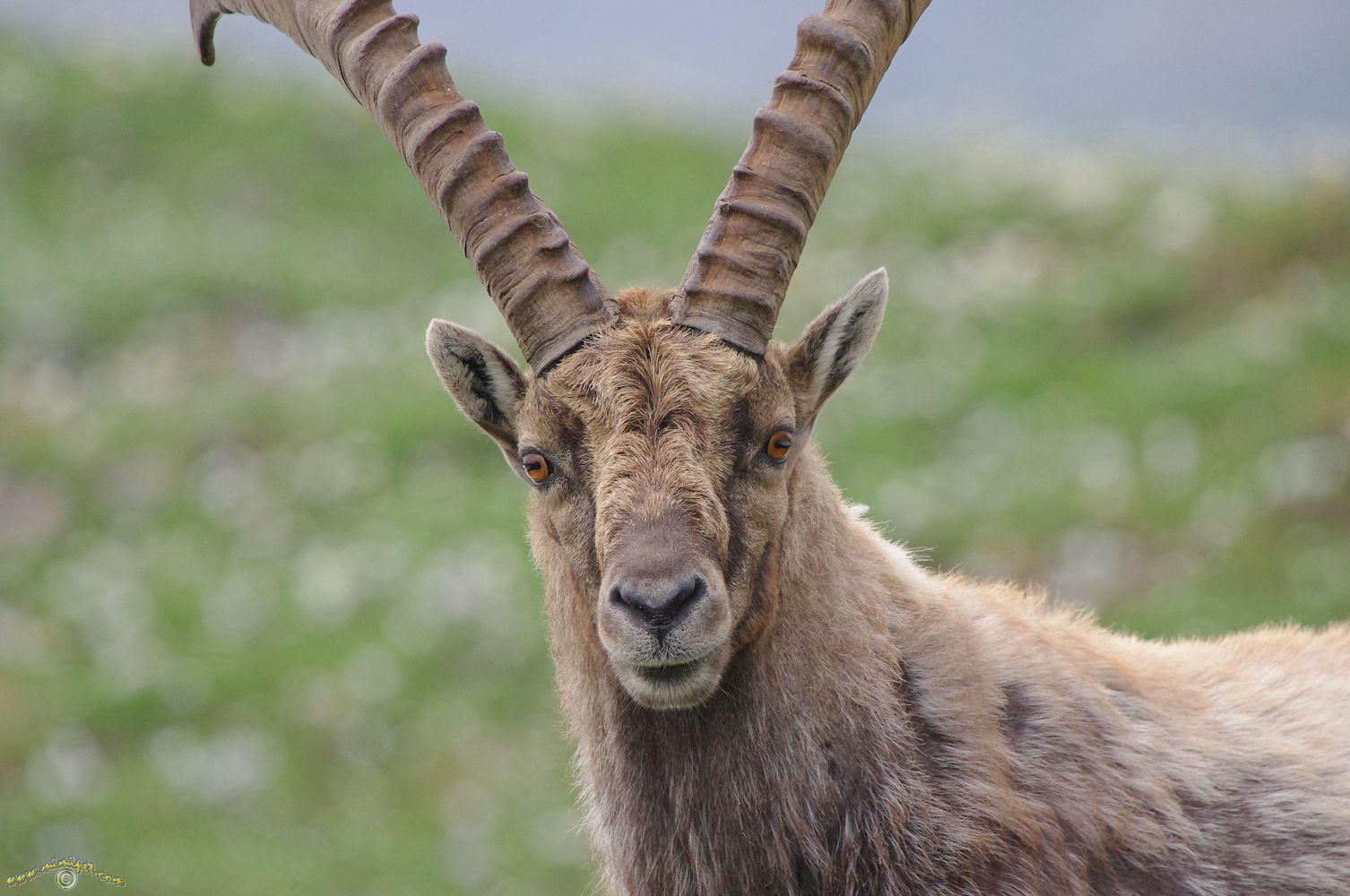 Alpine Ibex Wallpapers