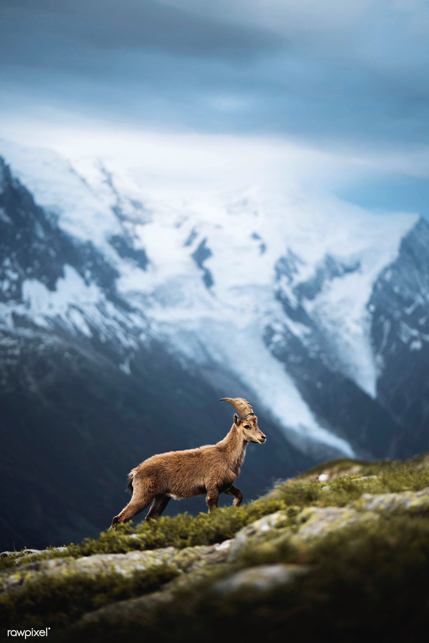 Alpine Ibex Wallpapers