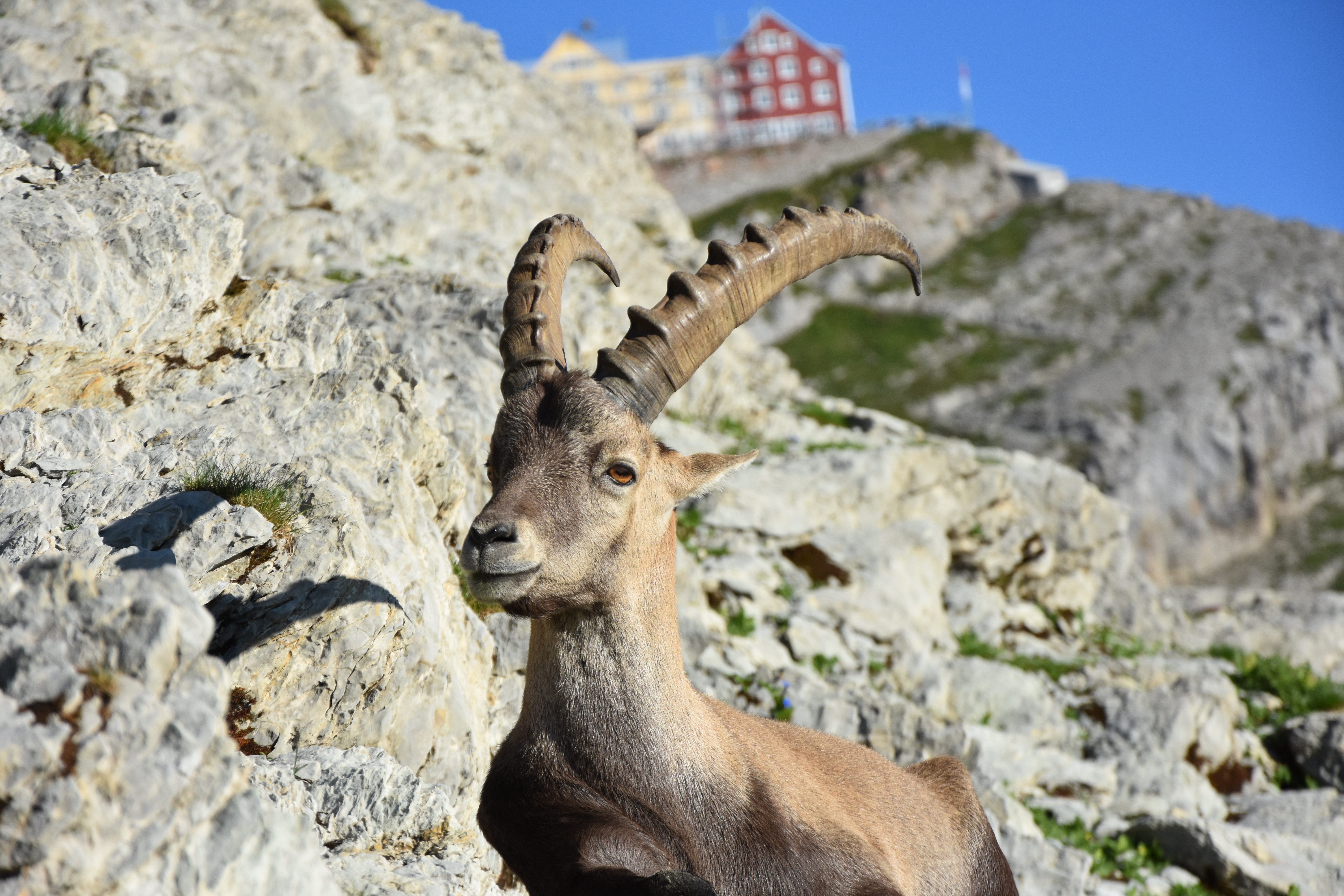 Alpine Ibex Wallpapers