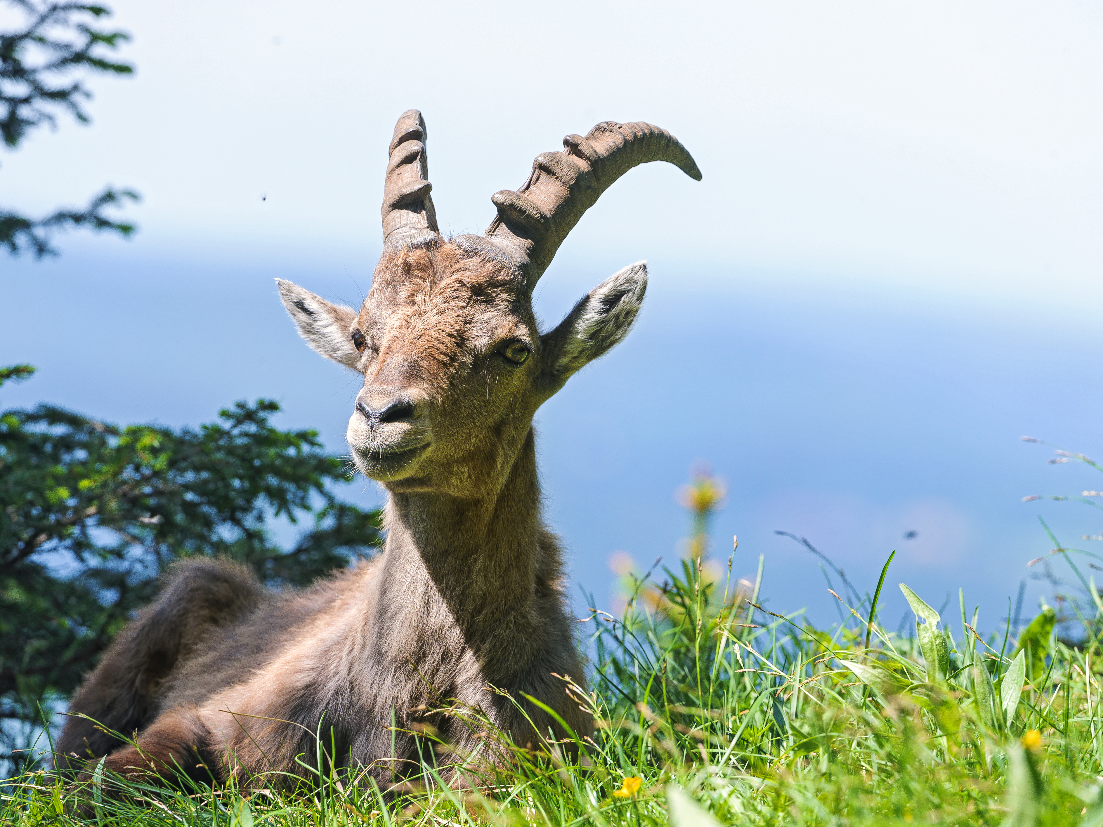 Alpine Ibex Wallpapers