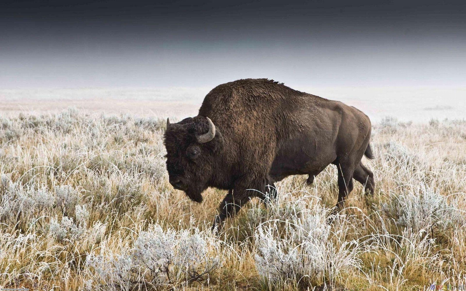 American Bison Wallpapers