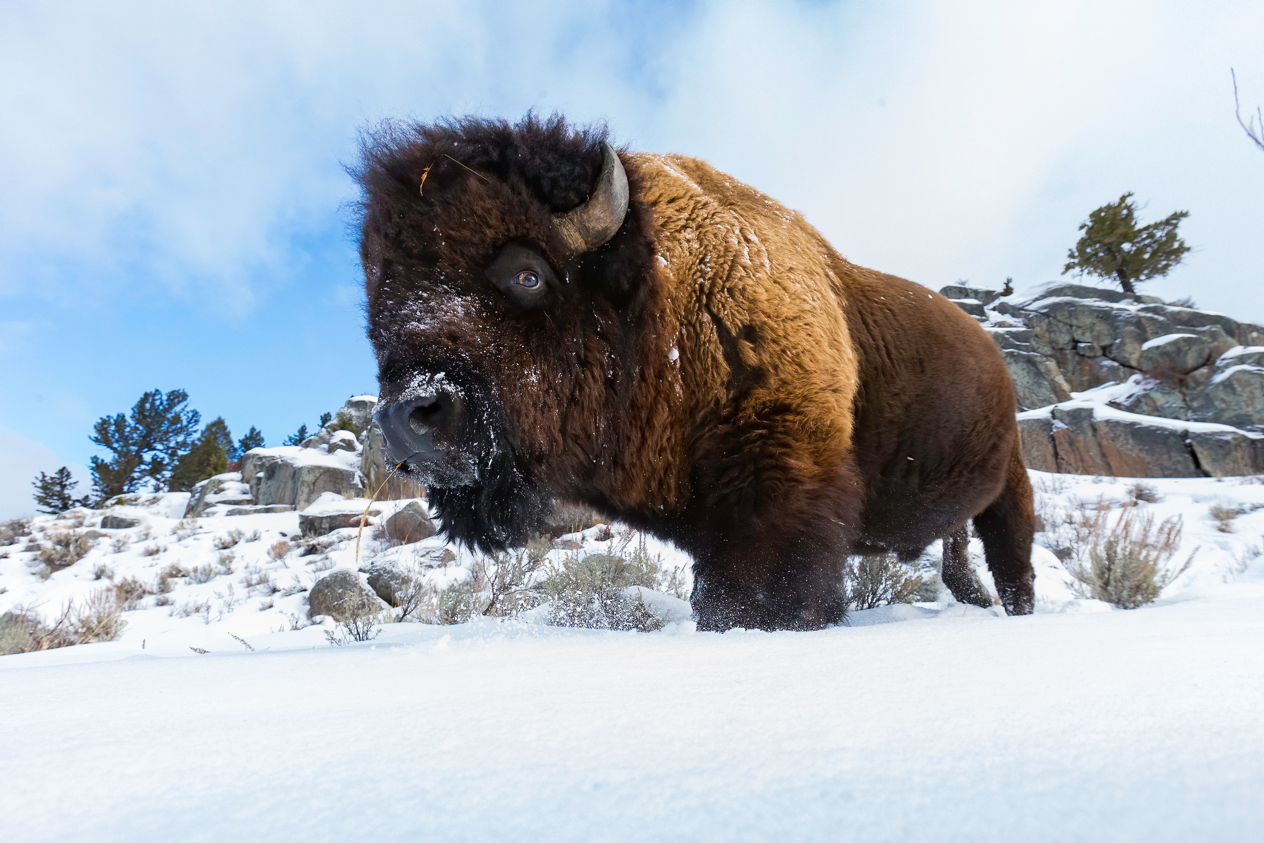 American Bison Wallpapers