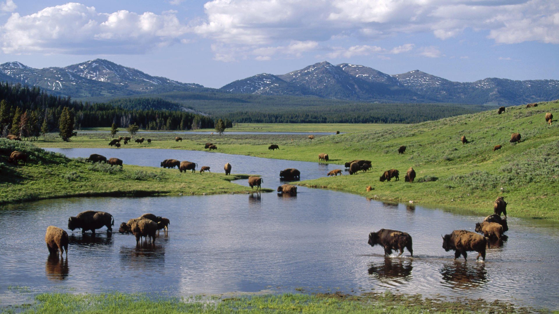 American Bison Wallpapers