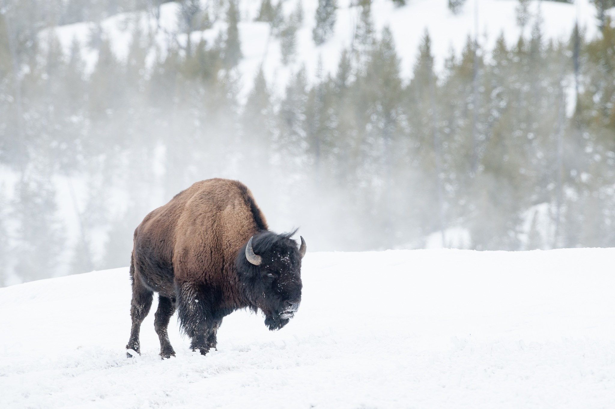 American Bison Wallpapers