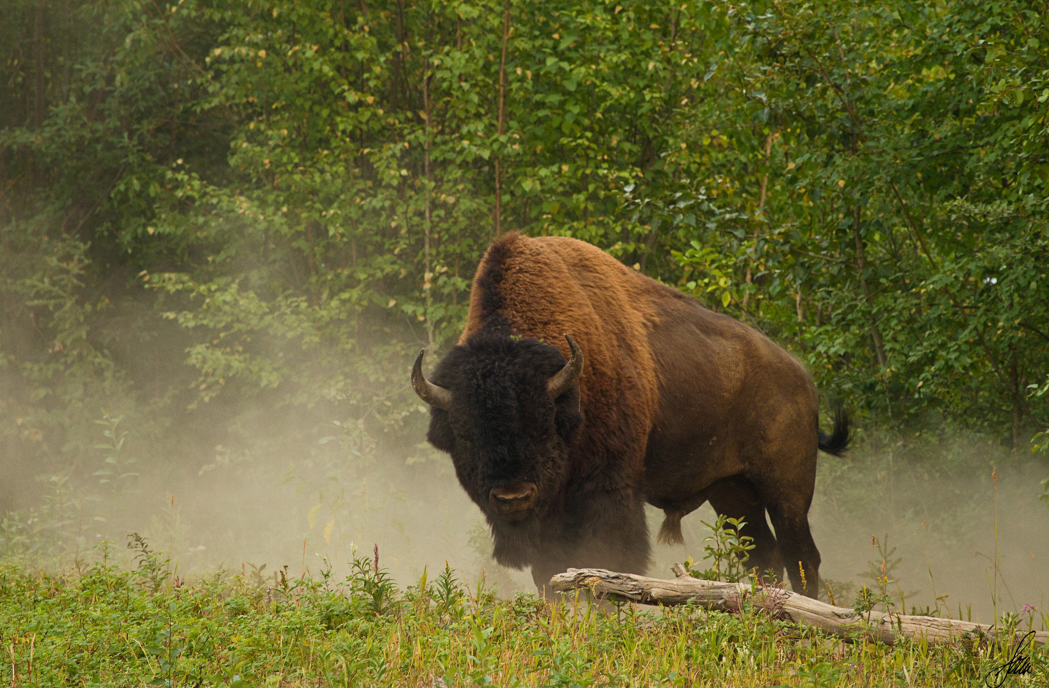 American Bison Wallpapers