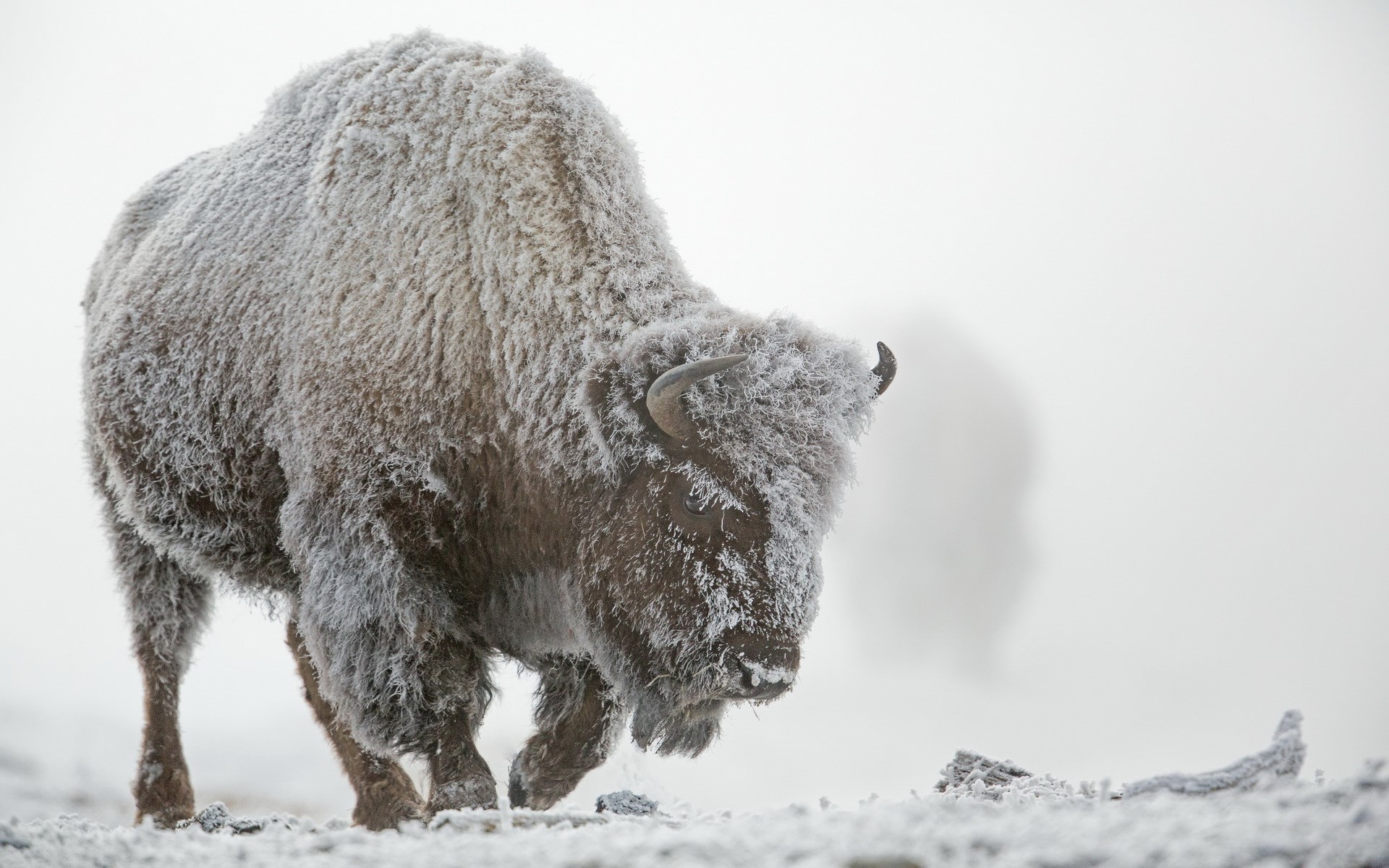 American Bison Wallpapers