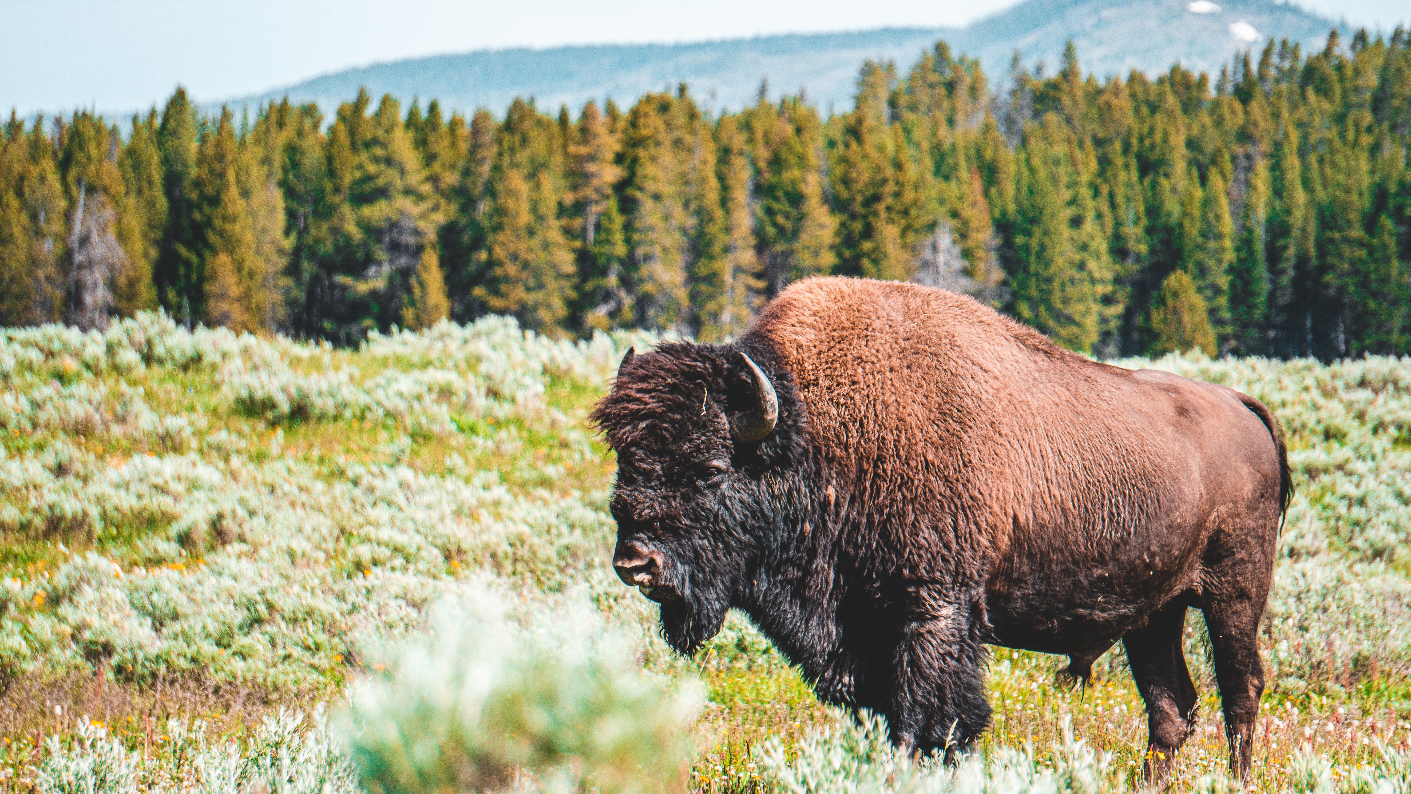 American Bison Wallpapers