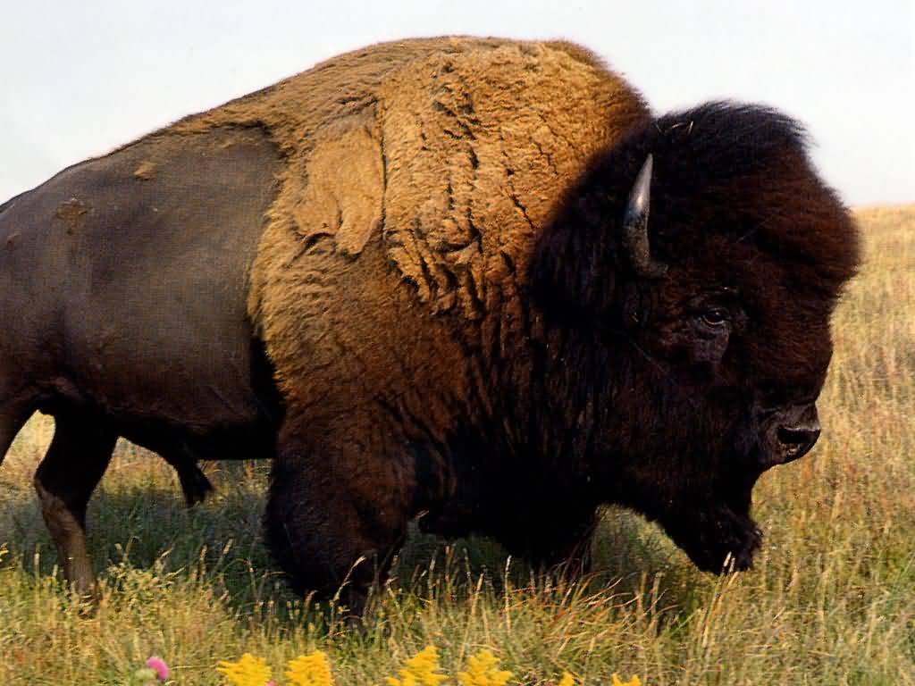 American Bison Wallpapers