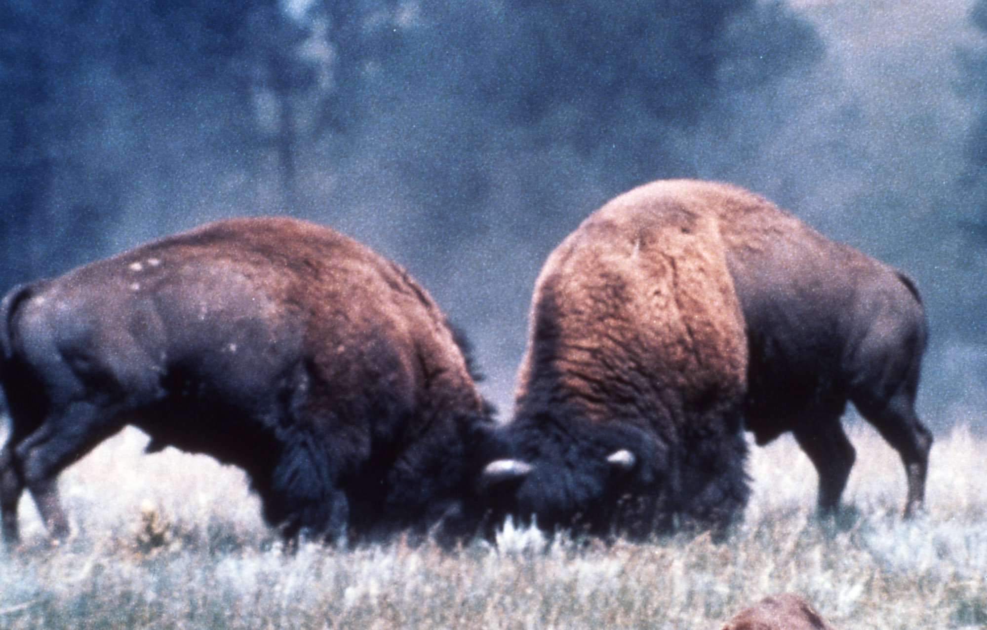 American Bison Wallpapers