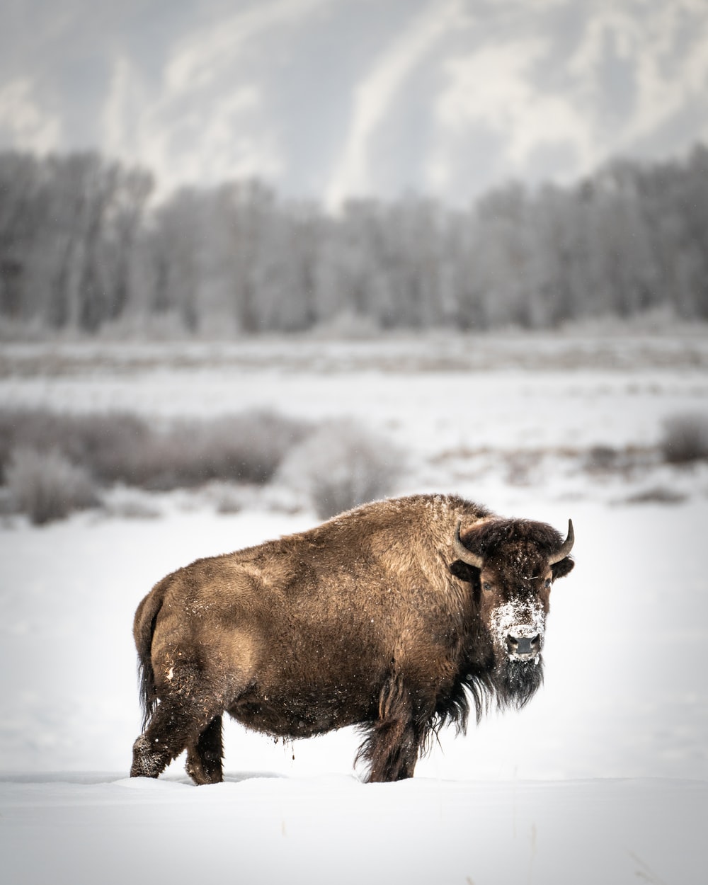 American Bison Wallpapers