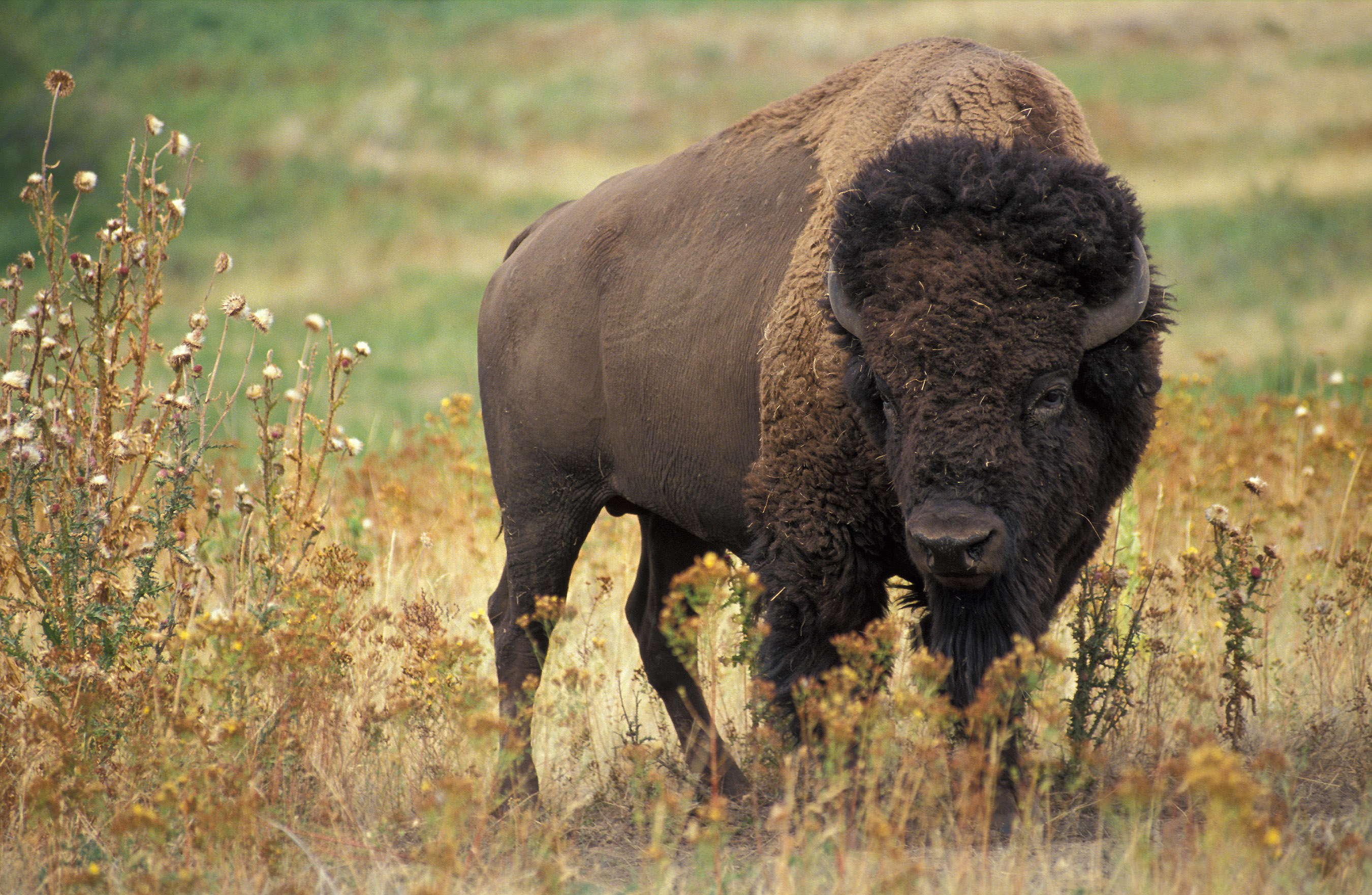 American Bison Wallpapers