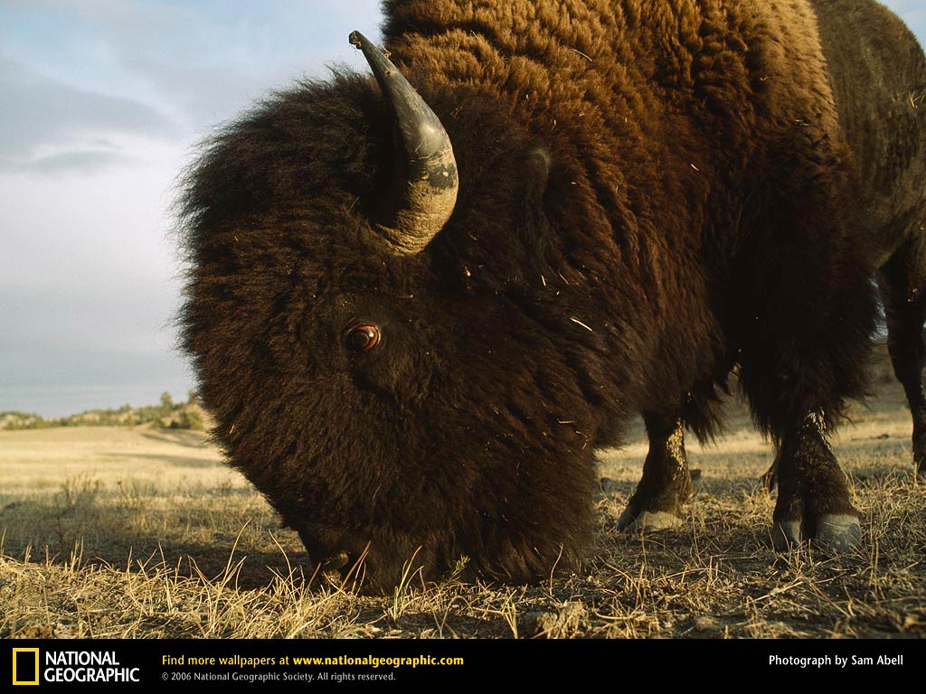 American Bison Wallpapers