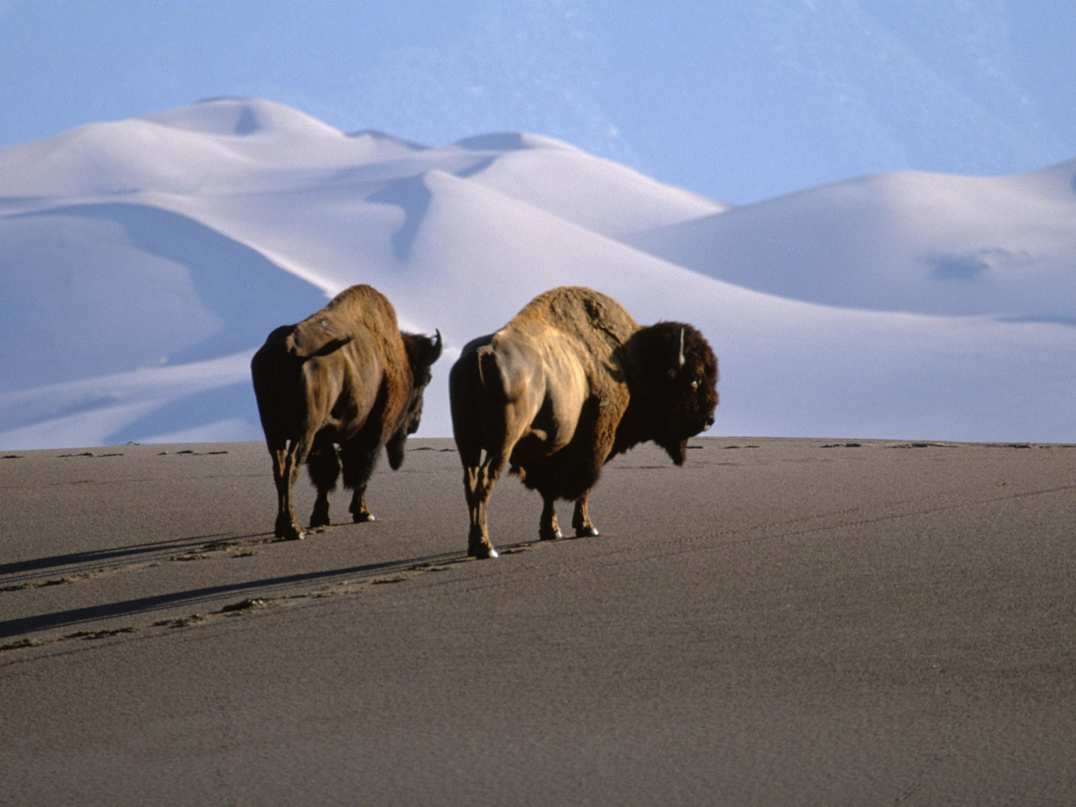 American Bison Wallpapers