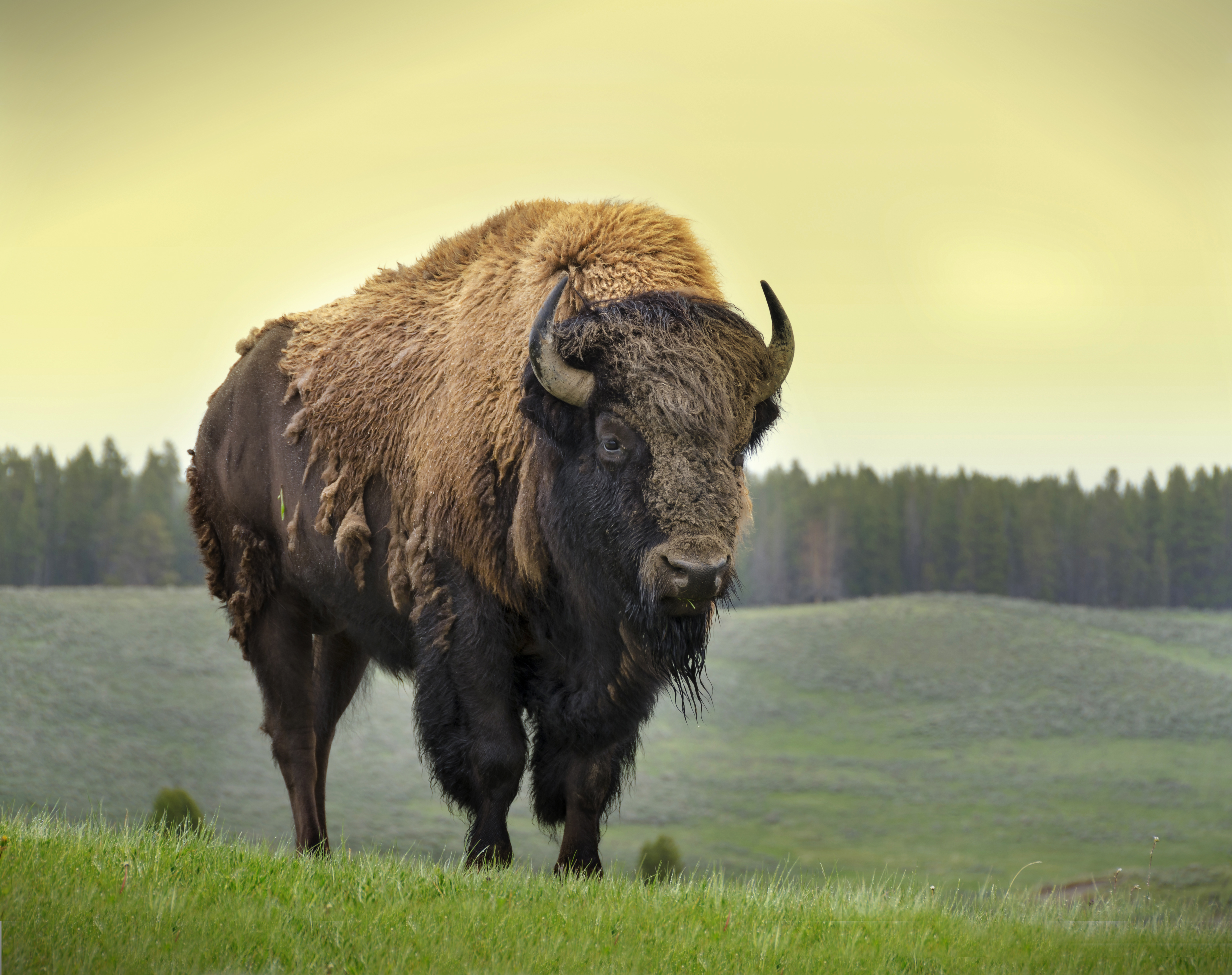 American Bison Wallpapers