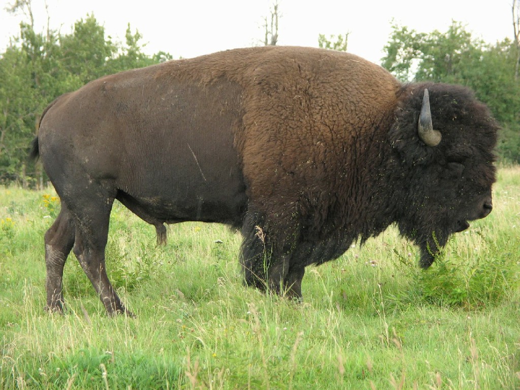 American Bison Wallpapers