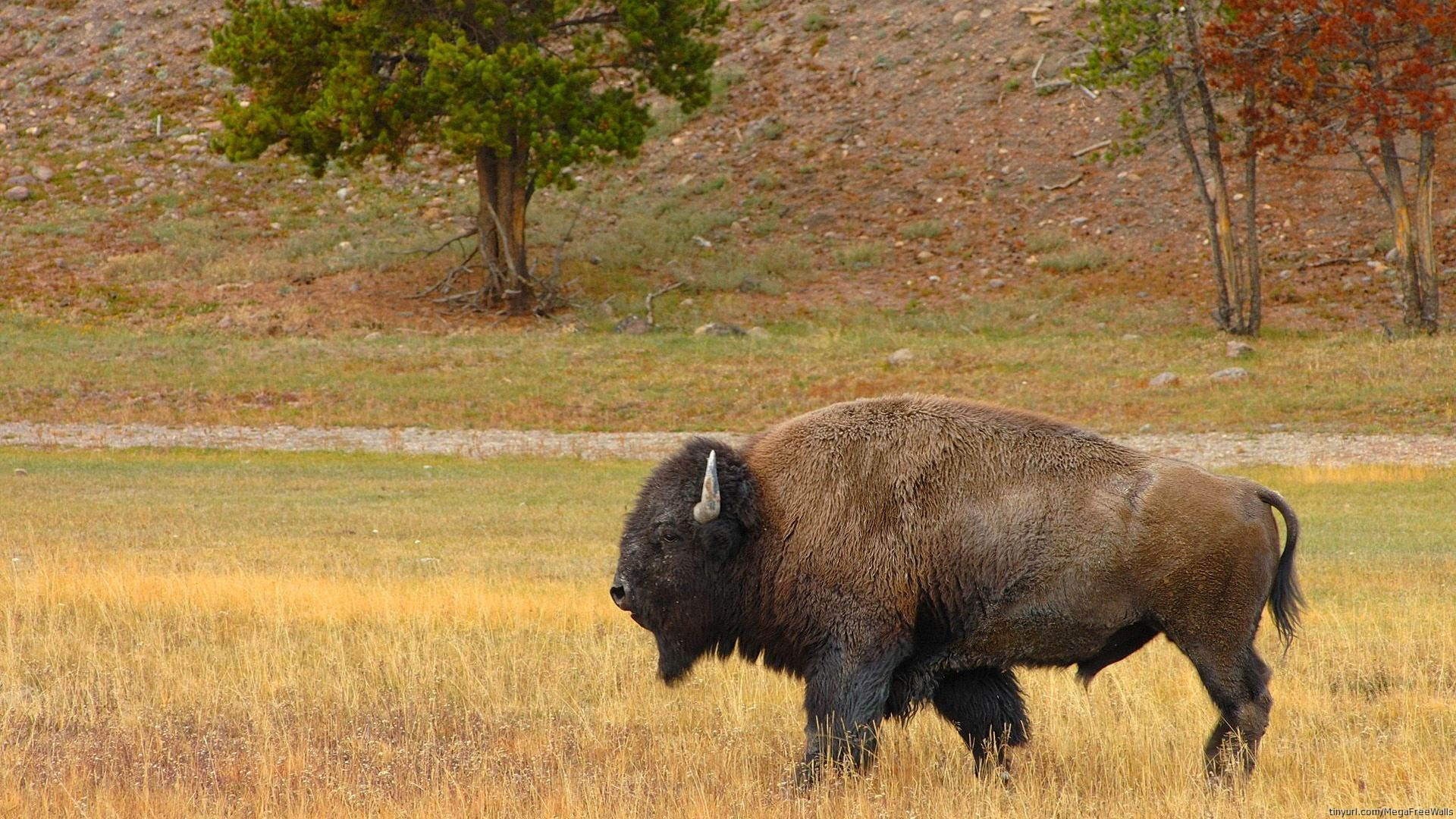 American Bison Wallpapers